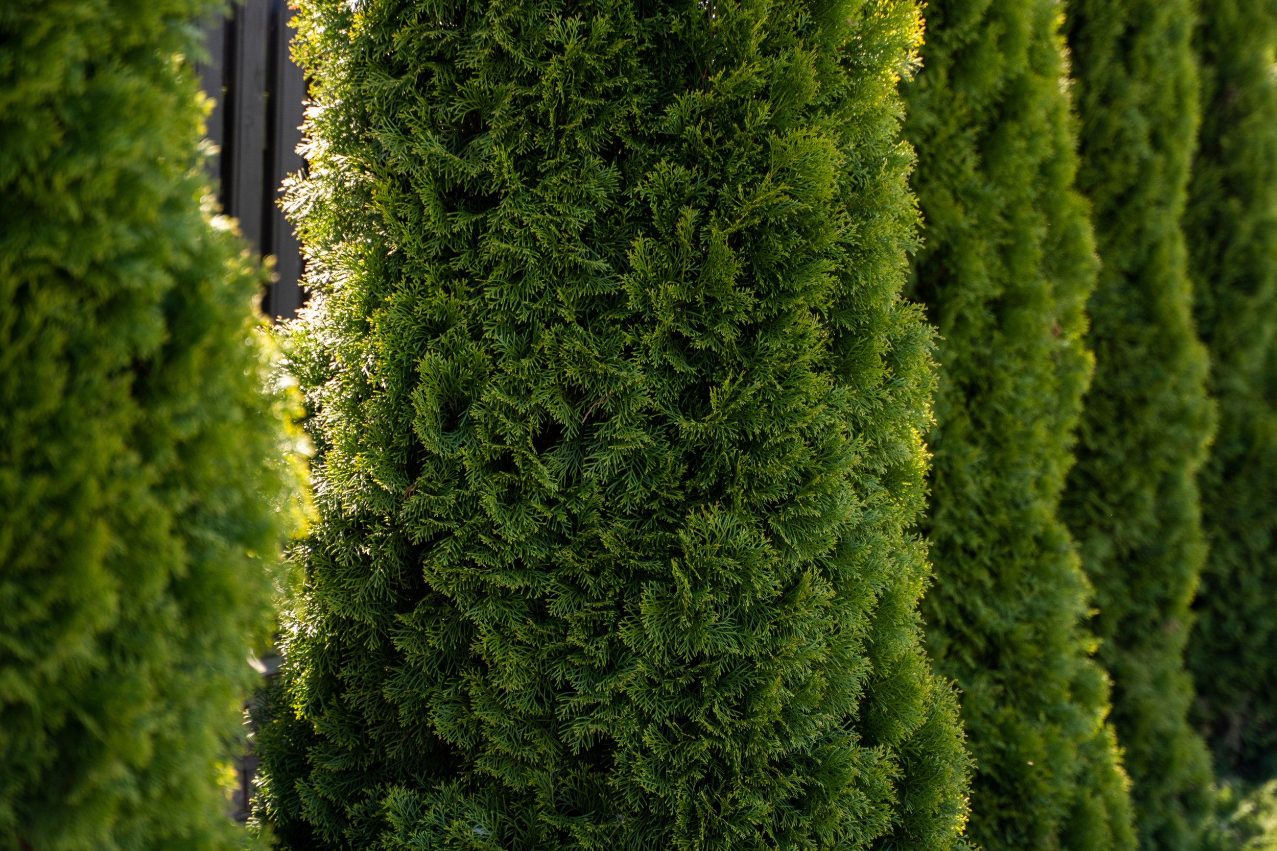 Tree Trimming in Alberta: FAQs Every Homeowner Asks