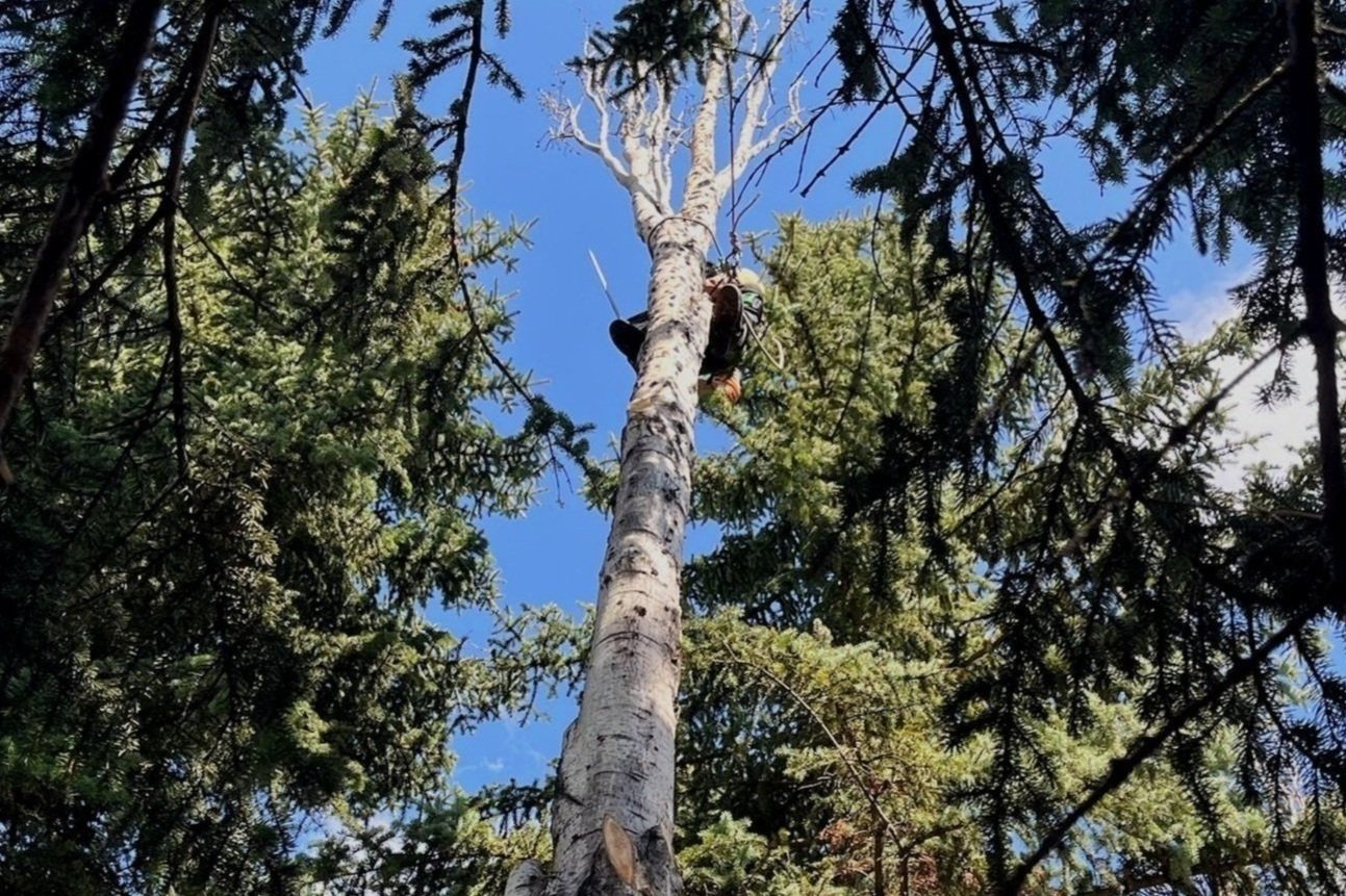Spring Tree Care Checklist for Alberta Homeowners