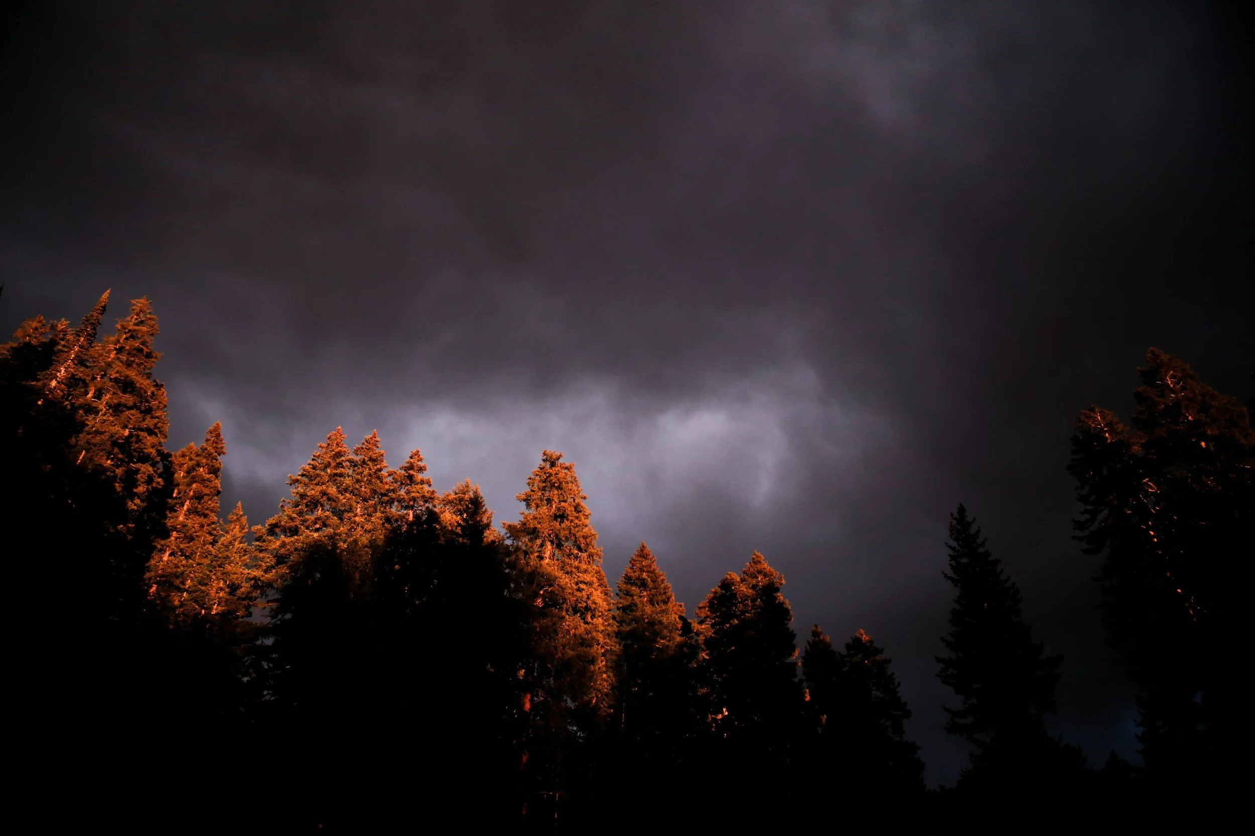 Storm Cleanup & Preventative Tree Care in Edmonton (2025): Keep your trees — and property — safe