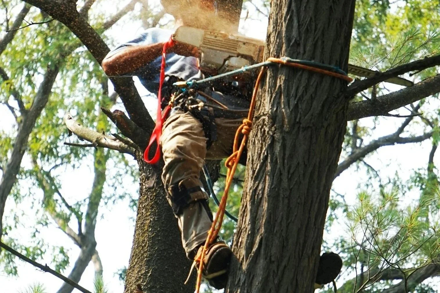 Arborist Pricing in Edmonton, Alberta: What Homeowners Can Expect