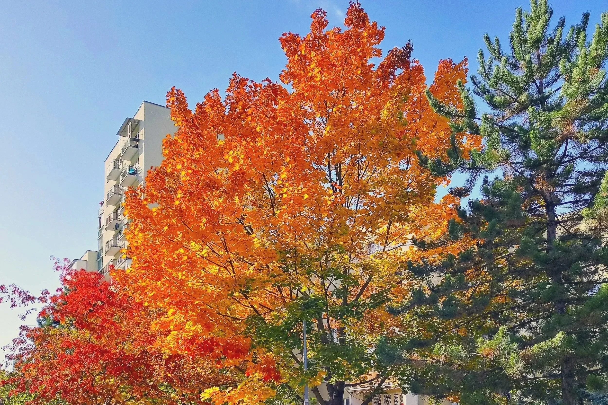 Tree Service Edmonton: 5 Fall Tree Care, Pruning and Removal Tips