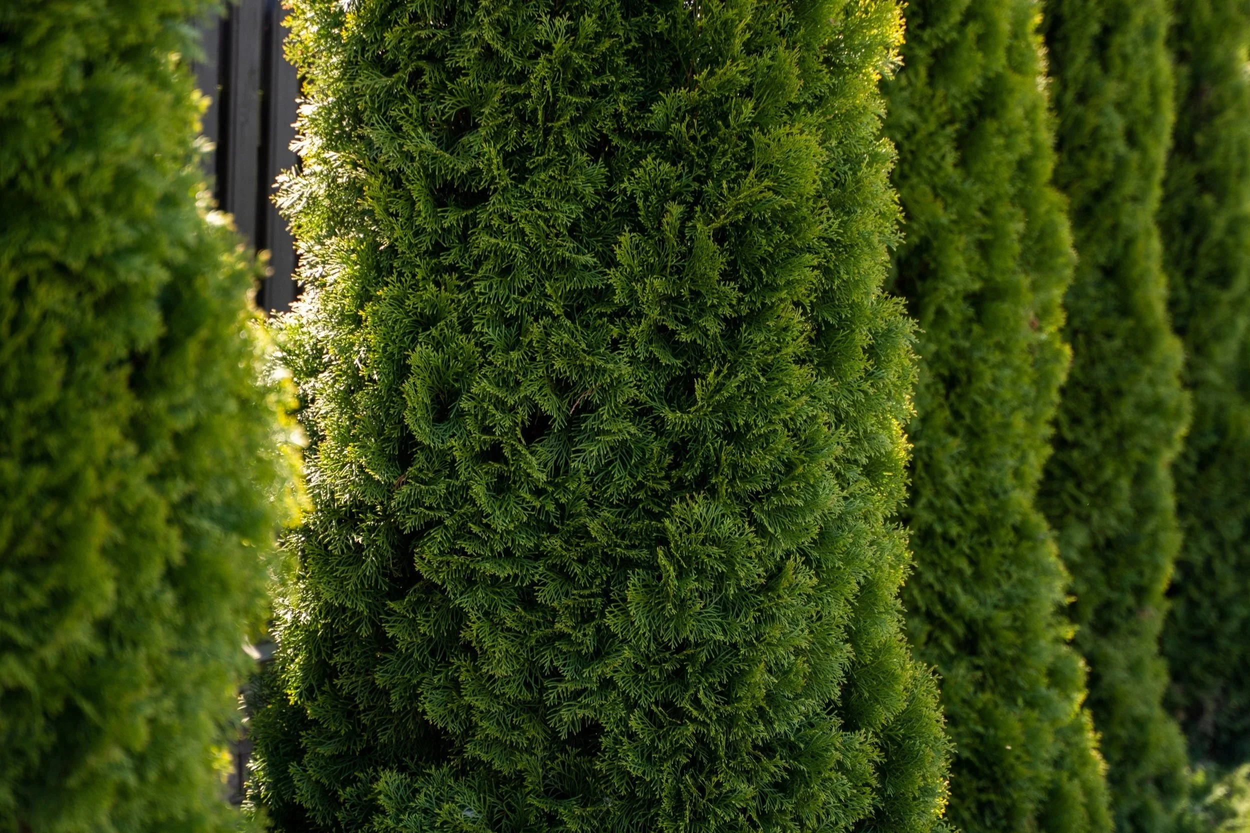 Tree Trimming in Alberta: FAQs Every Homeowner Asks
