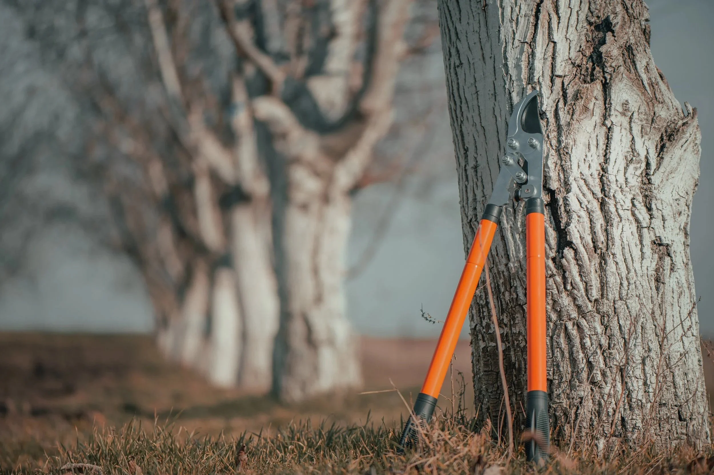 When Is the Best Time to Prune Trees in Alberta?