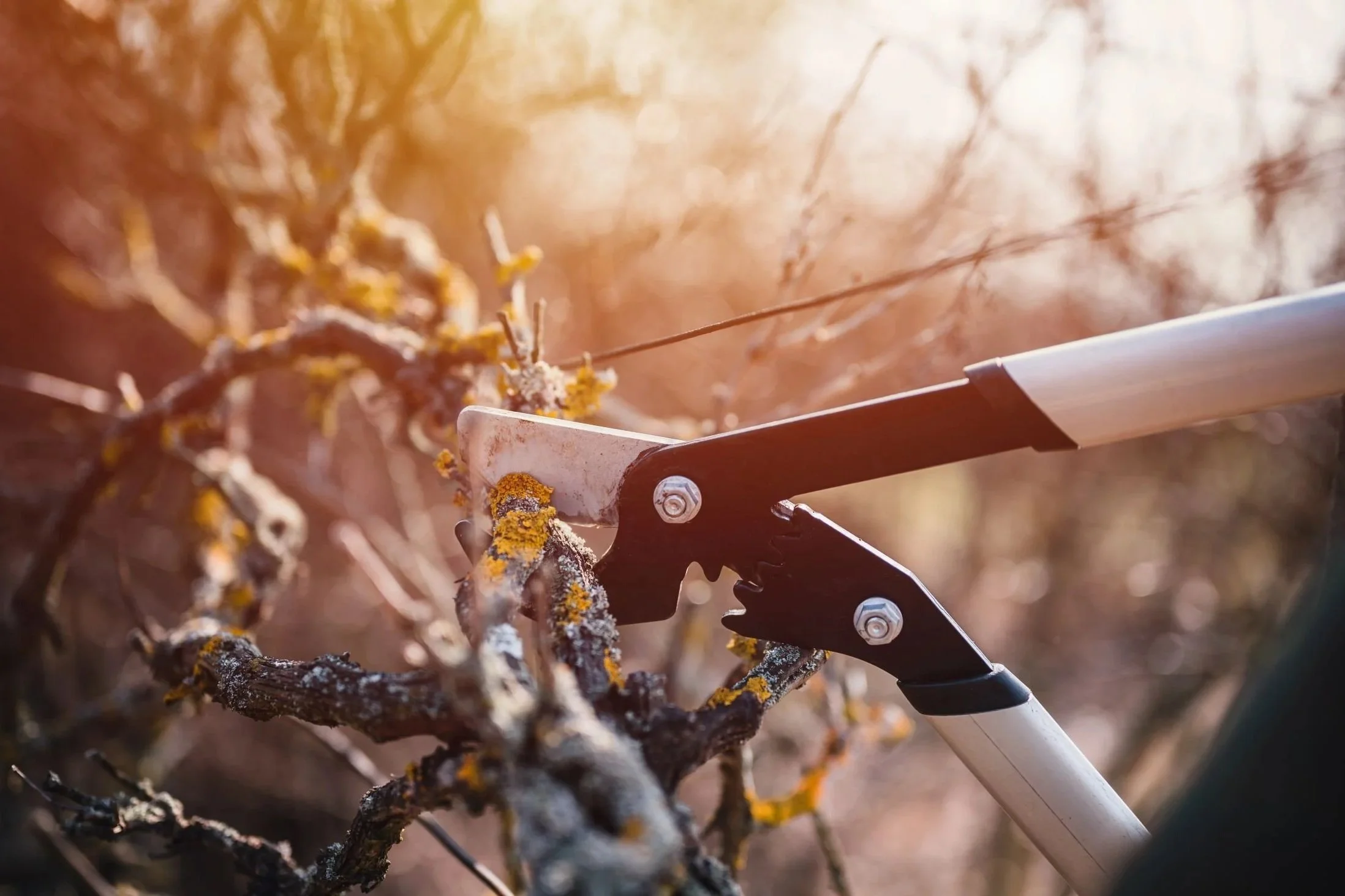 Arborist Pricing in Edmonton, Alberta: What Homeowners Can Expect