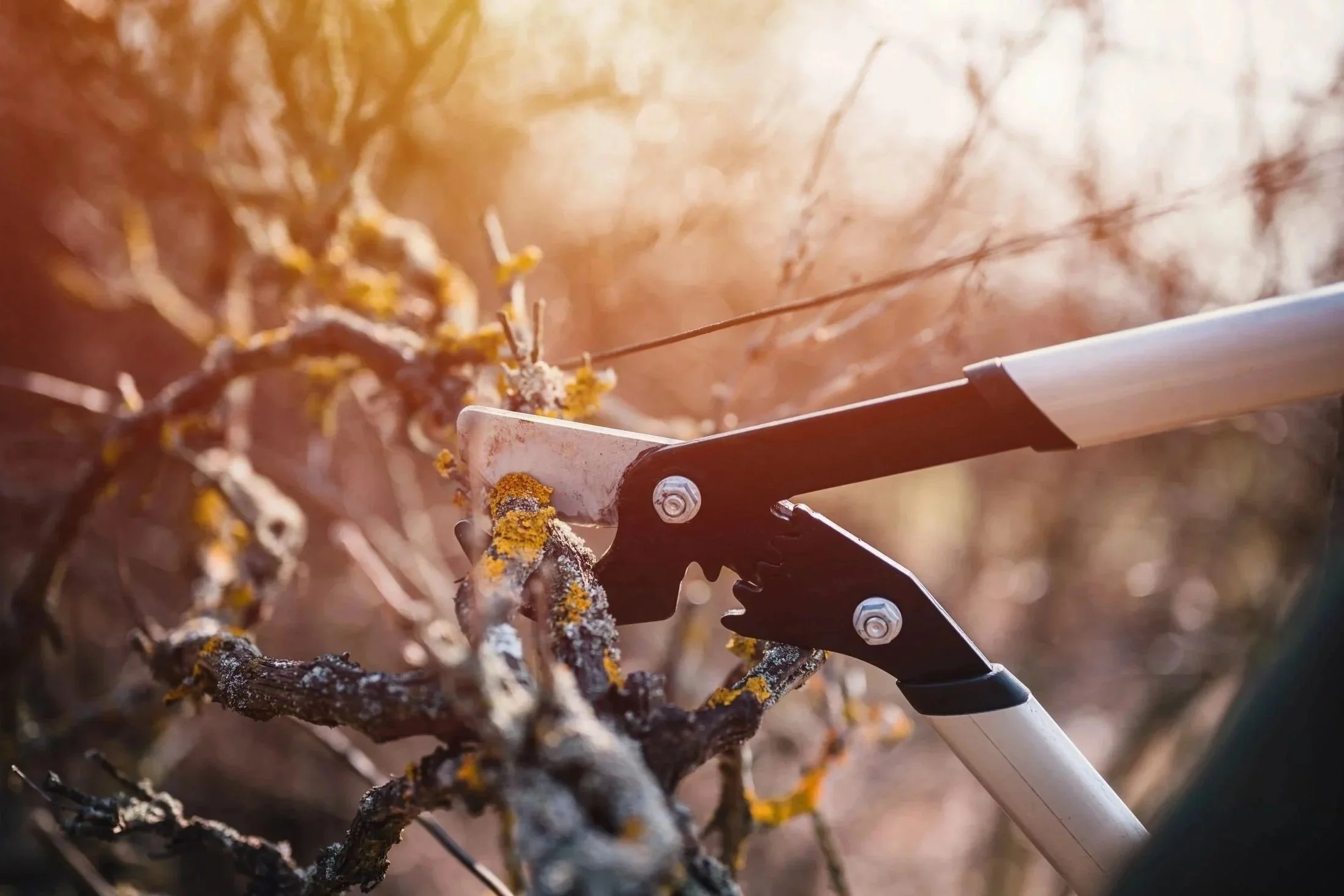 Arborist Pricing in Edmonton, Alberta: What Homeowners Can Expect