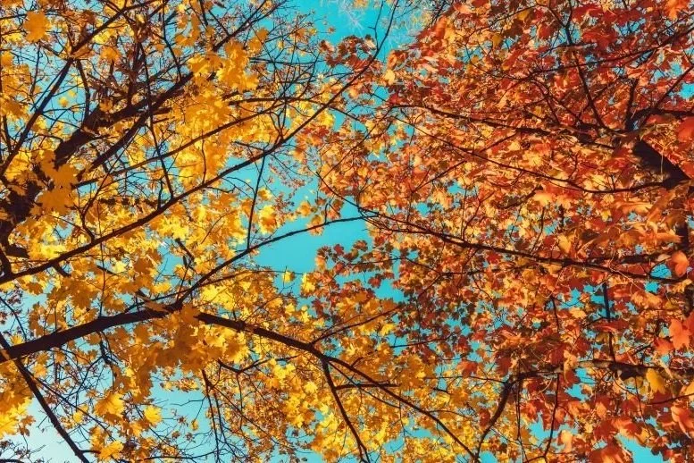 Tree Service Edmonton: 5 Fall Tree Care, Pruning and Removal Tips