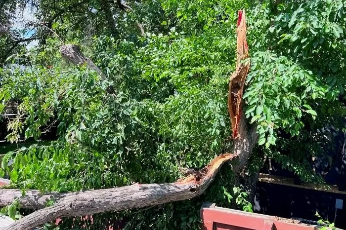 Summer 2026 Storm Damage in Edmonton: What to Do if Your Trees Have Been Damaged
