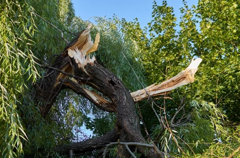 The Complete Edmonton Homeowner's Guide to Storm-Damaged Trees (2026 Edition)