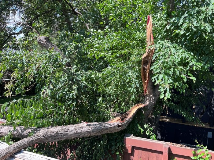 Storm Damage June 2026 - Ornamental Crab Apple.jpg