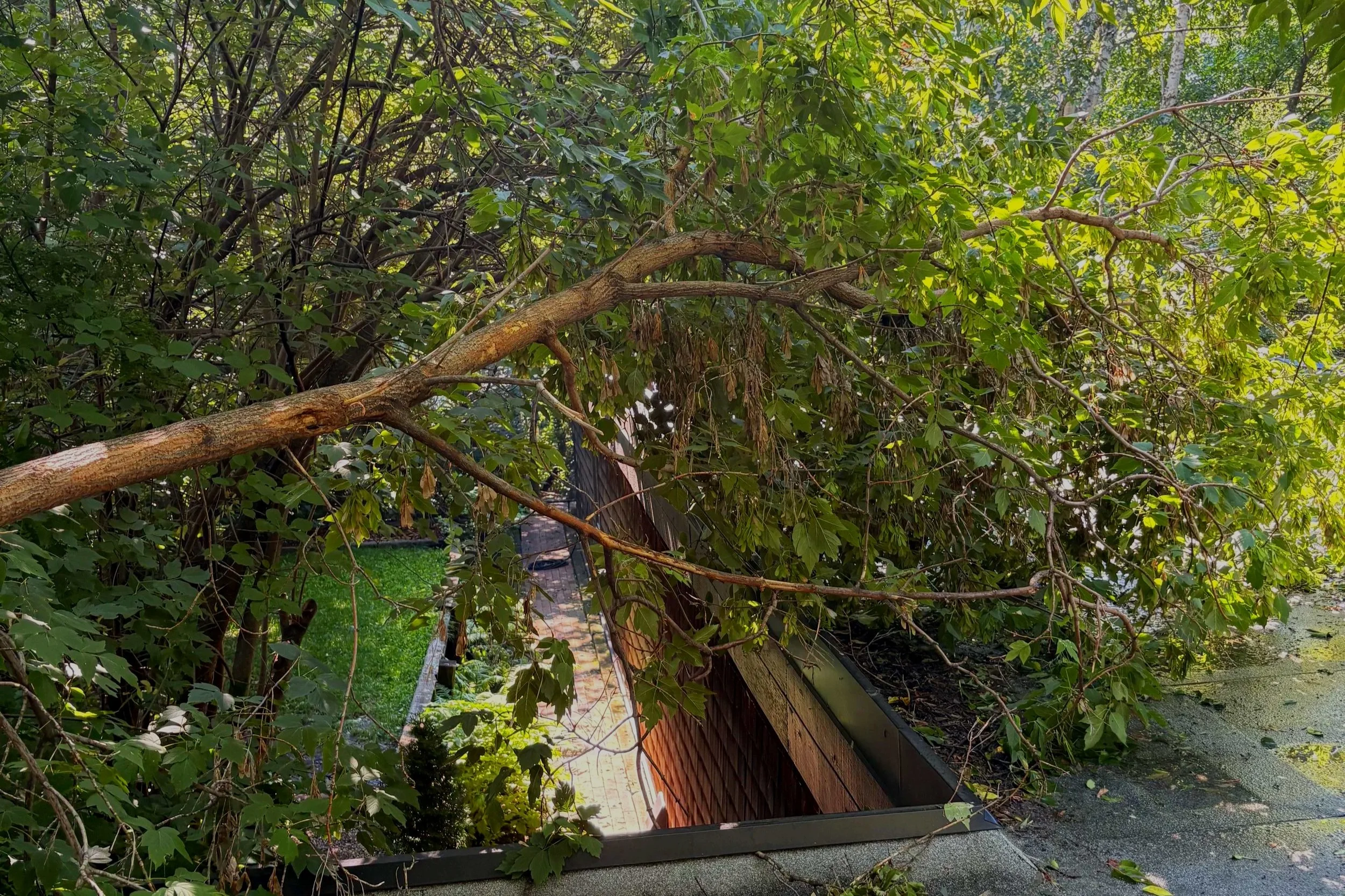 Storm Damaged Limb of Manitoba Maple hanging on roof among dense foliage of Edmonton home
