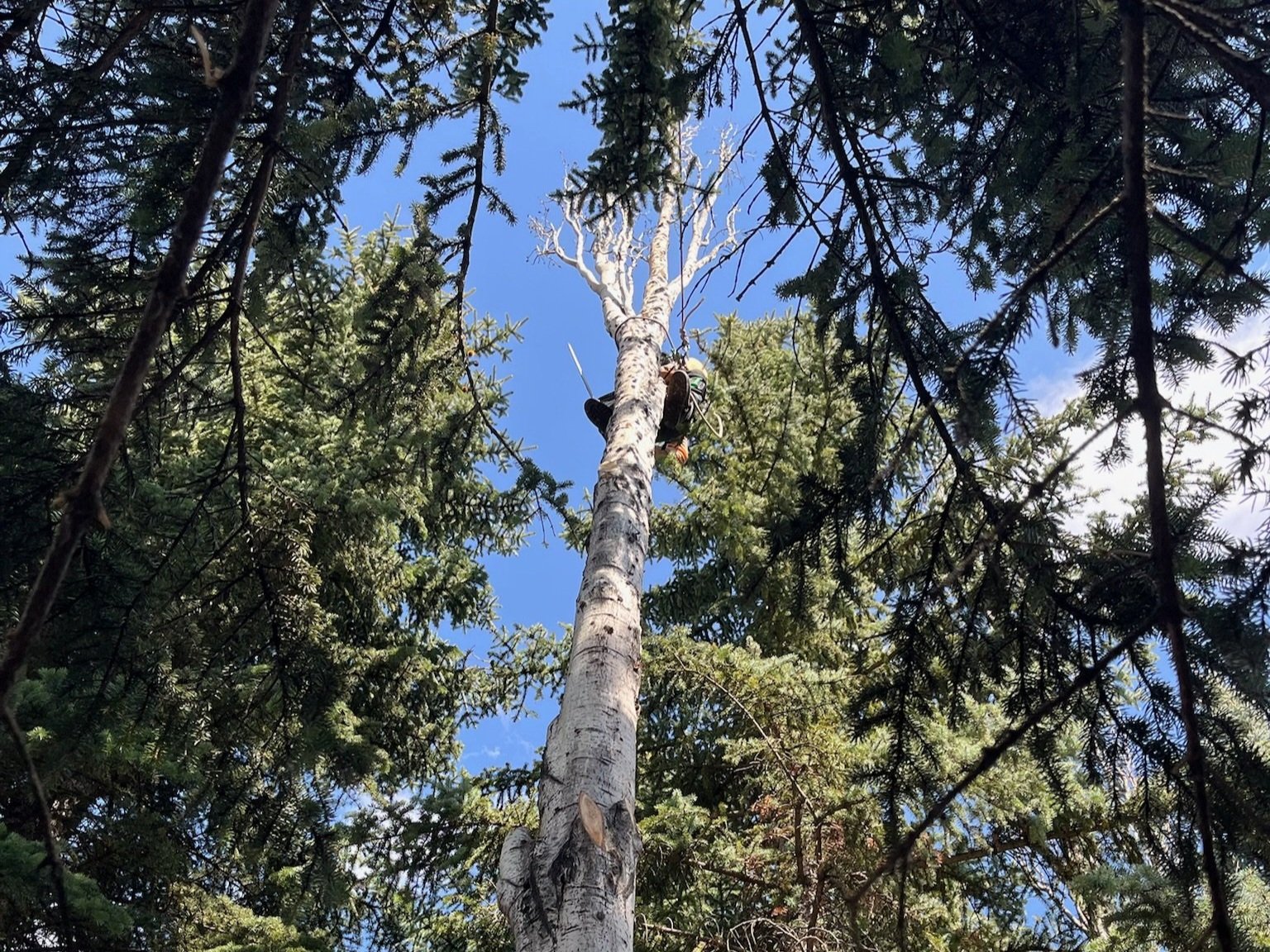 Precision Tree Removal in St. Albert, Alberta