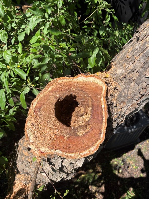 Storm Dammaged Tree Cleanup Ornamental Crab.jpg