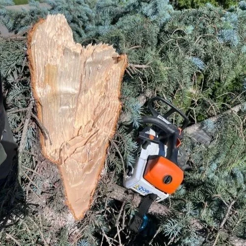 broken crown off blue spruce from storm damage with small chainsaw to the right