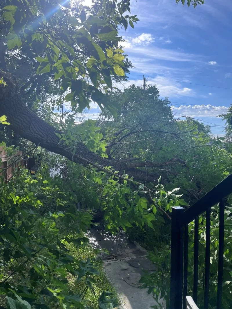 large section of mature tree hanging into yard and blocking concrete walkway