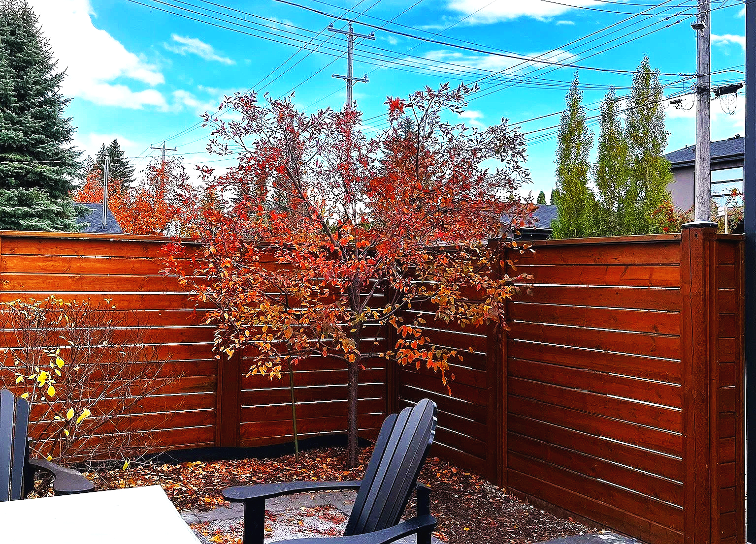 A backyard with a wood fence and a small tree that has been pruned, on a partly cloudy day with blue sky and clouds.