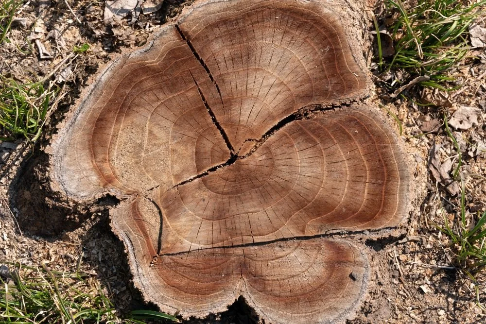 tree stump with large cracks and numerous rings indicating age of tree