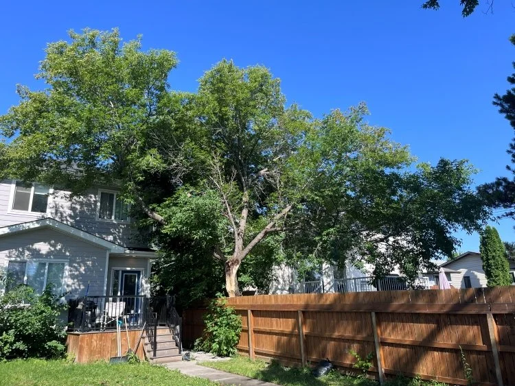 Manitoba backyard featuring mature maple after storm damage cleanup