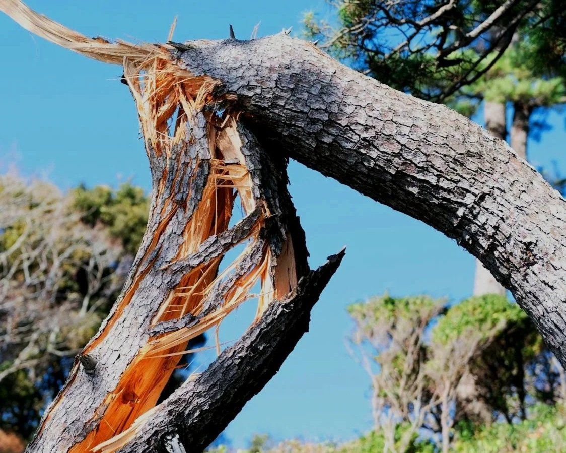 Severely damaged tree limb on pine tree