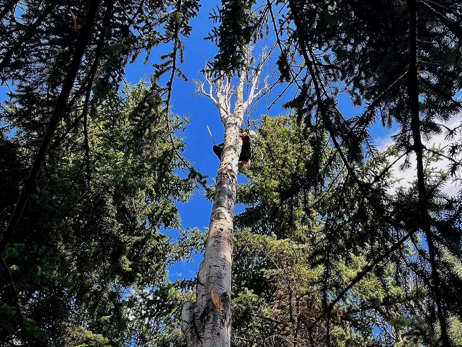 An arborist climbing a tall aspen tree for a sectioned removal in a mature yard.