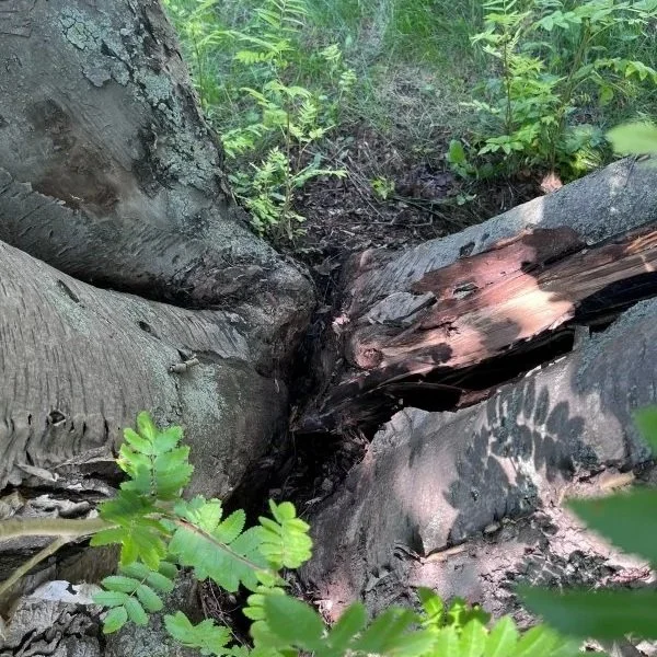 cracked trunk at base of tree indicating water rot