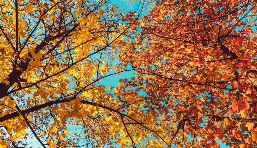 Fall leaves changing colour on maple tree