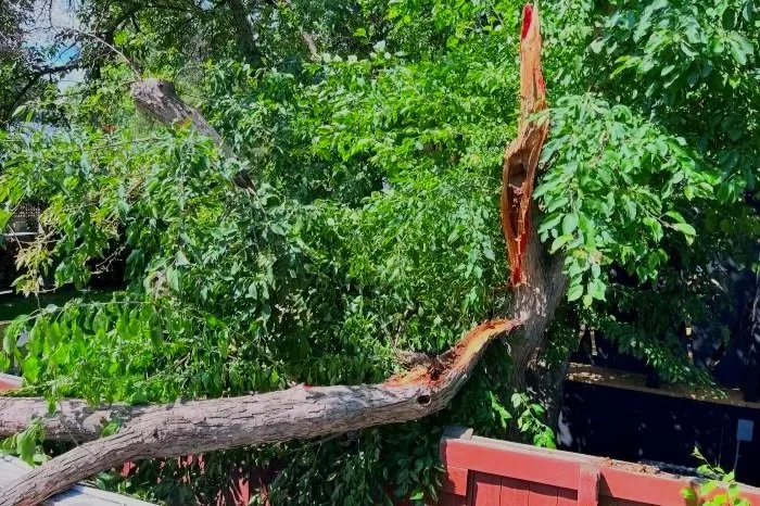 Storm Damaged Ornamental Crab Apple Tree