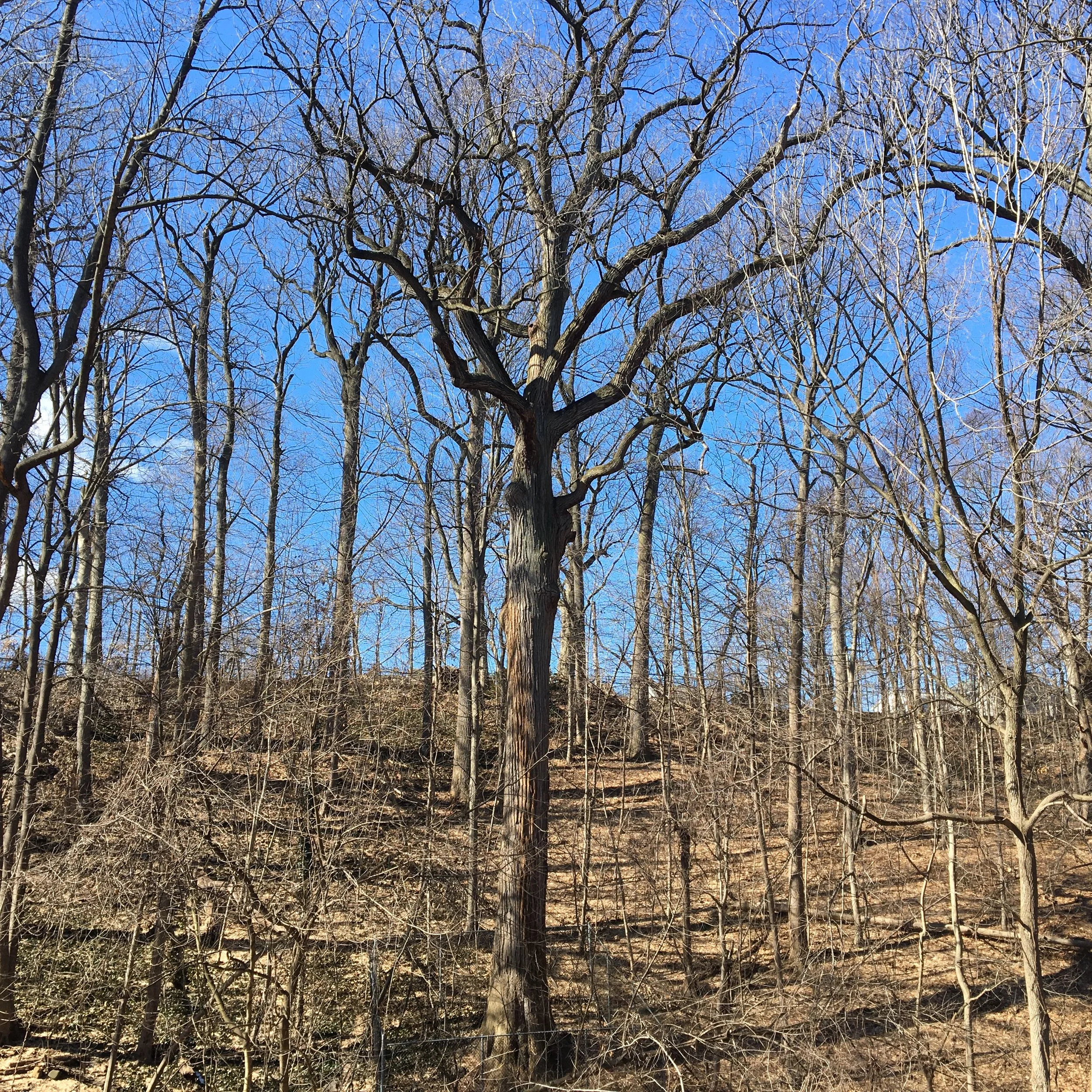   The Queens Giant from the opposite&nbsp;side&nbsp;of the valley.&nbsp; The top of the valley&nbsp;behind&nbsp;the giant is at street level.  