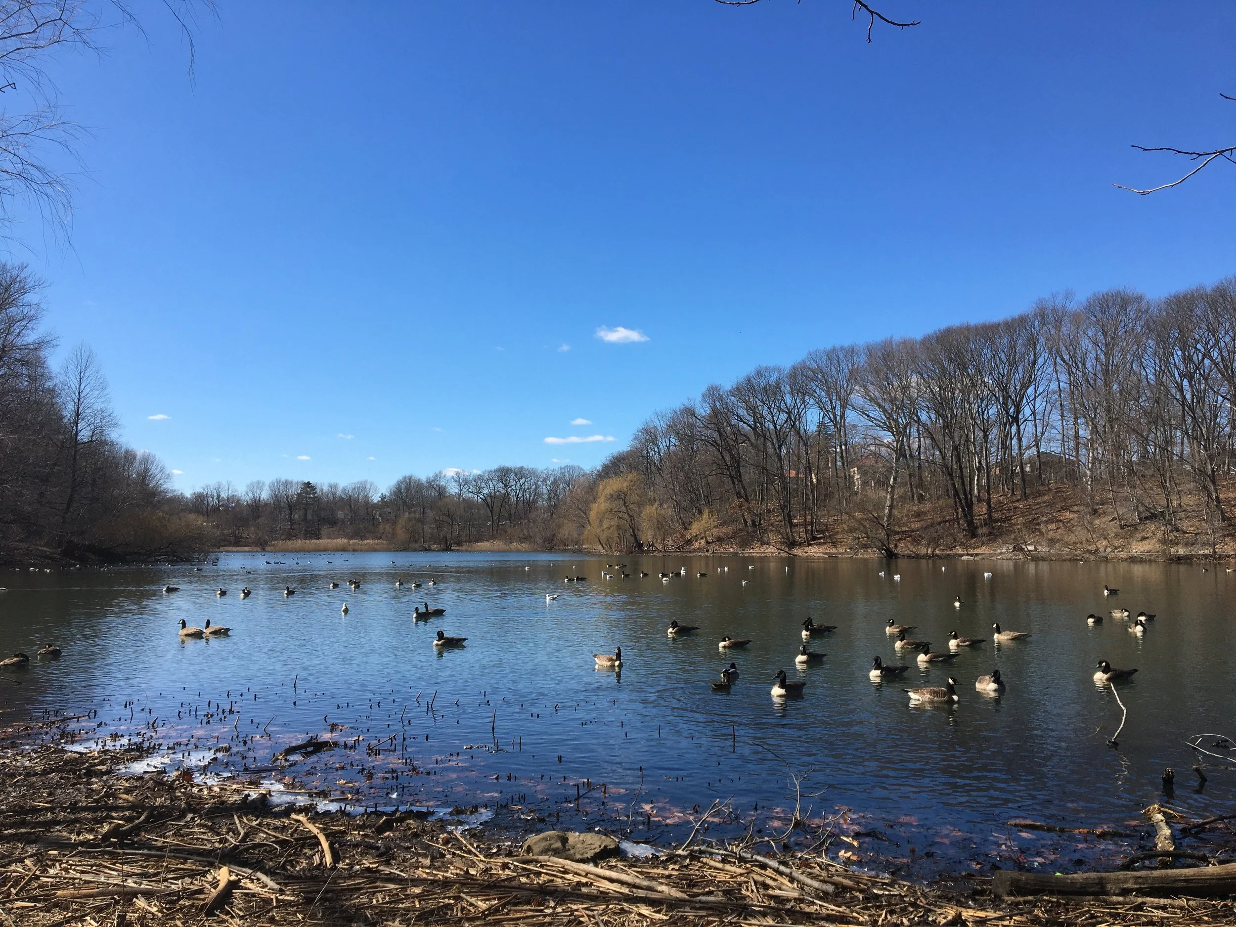   Oakland Lake as seen from Cloverdale Blvd.  
