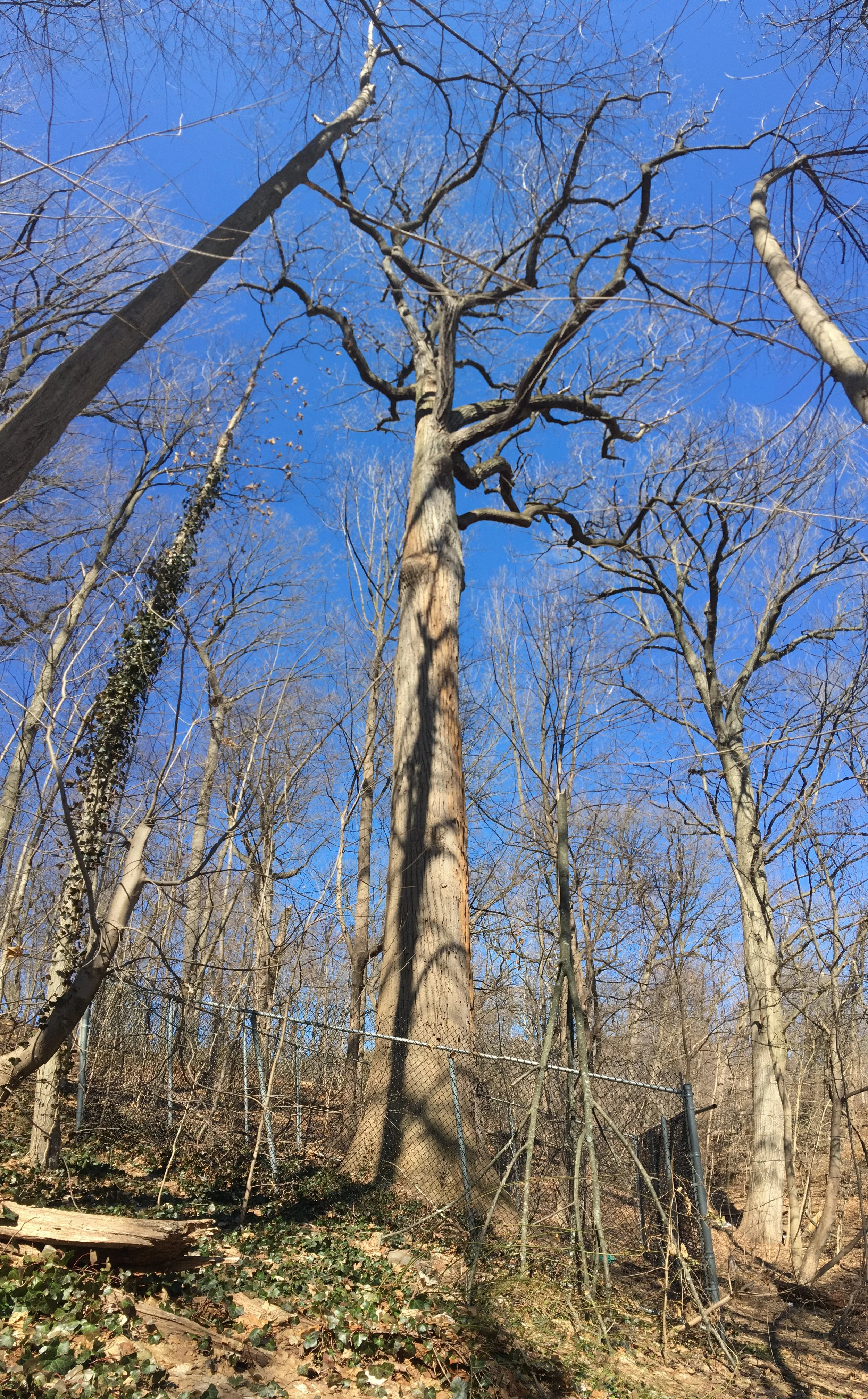   Vertical panorama of the Giant. Note it’s enclosed base.  