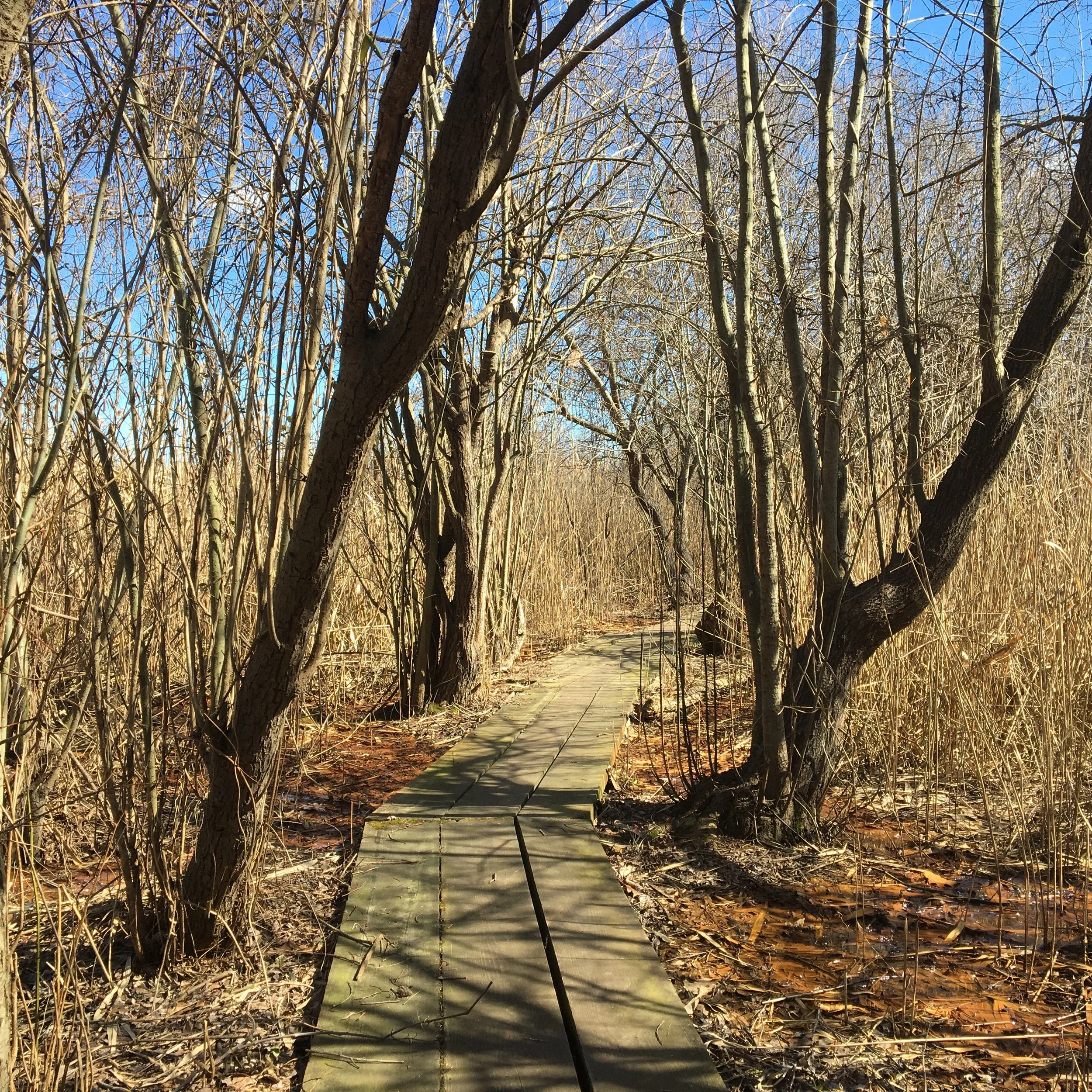   Boards make up some sections of the trail.  