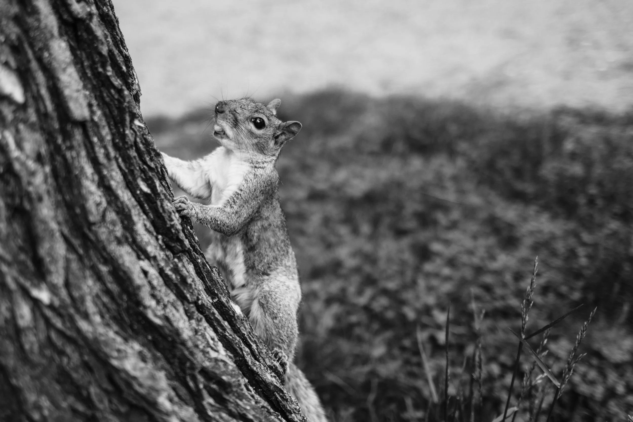Tuesday Night at the Park