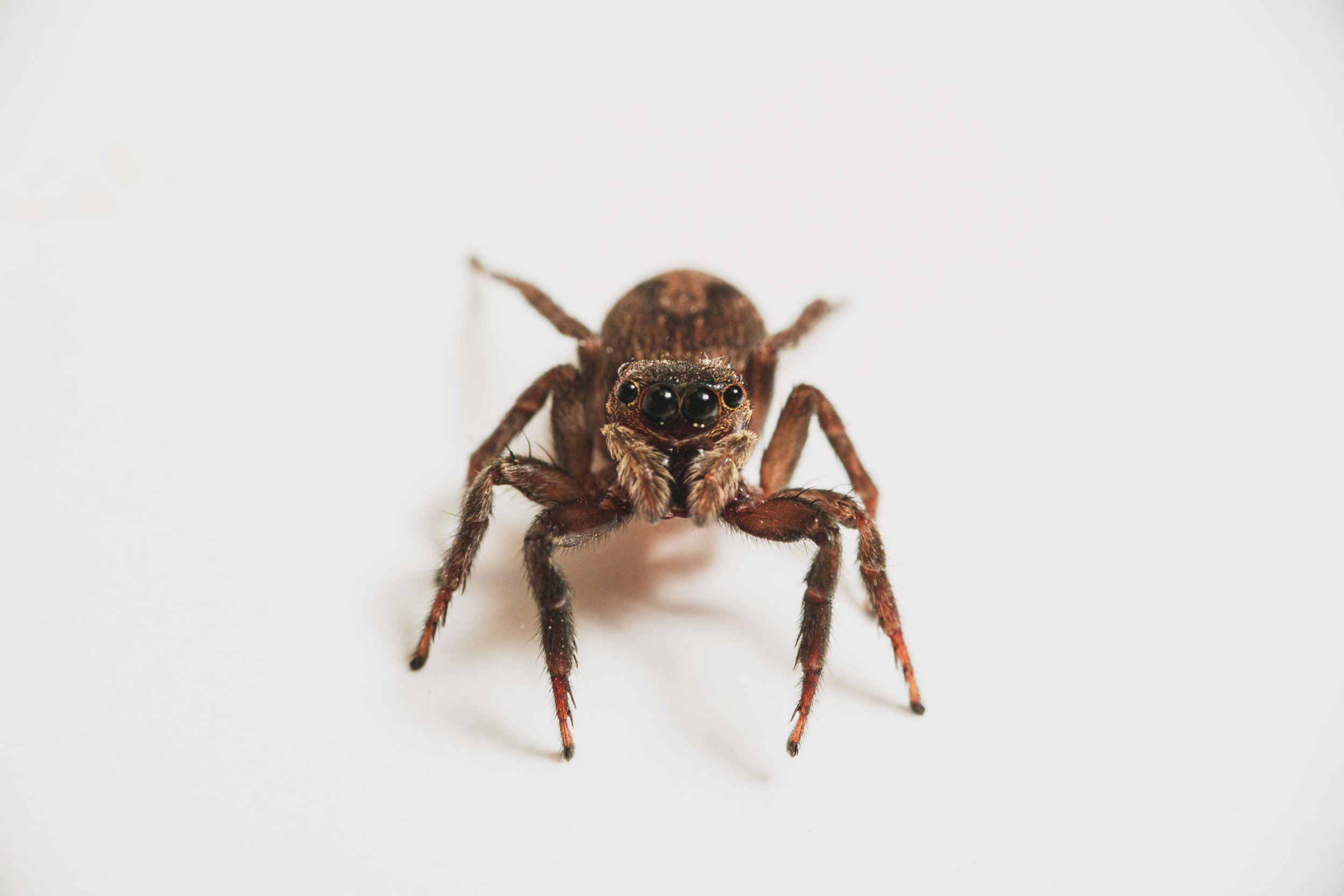 A cute spider, candidate for the next PM of Australia