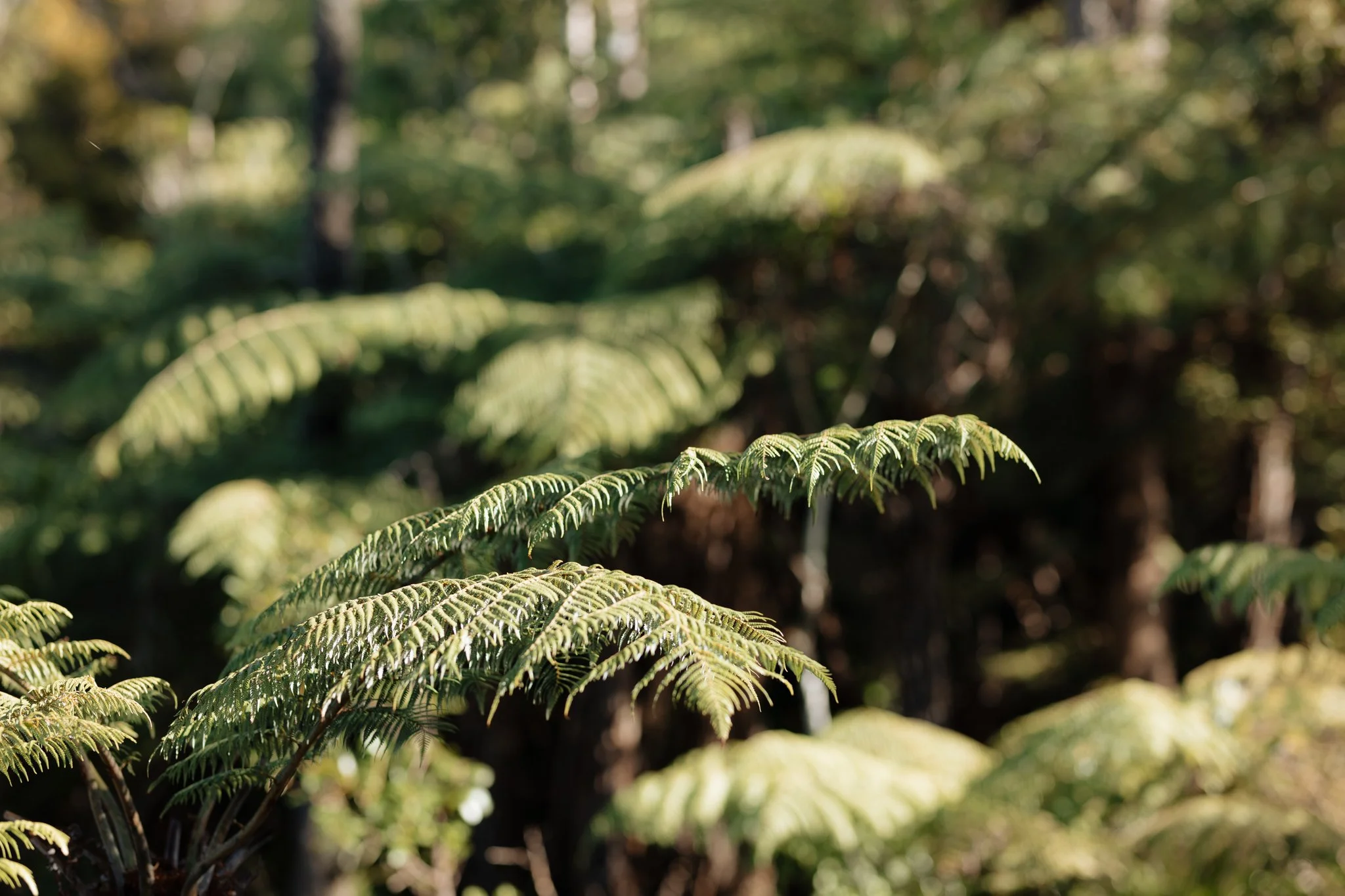 The Living Forest: Native Biodiversity &amp; Our Ecosystem