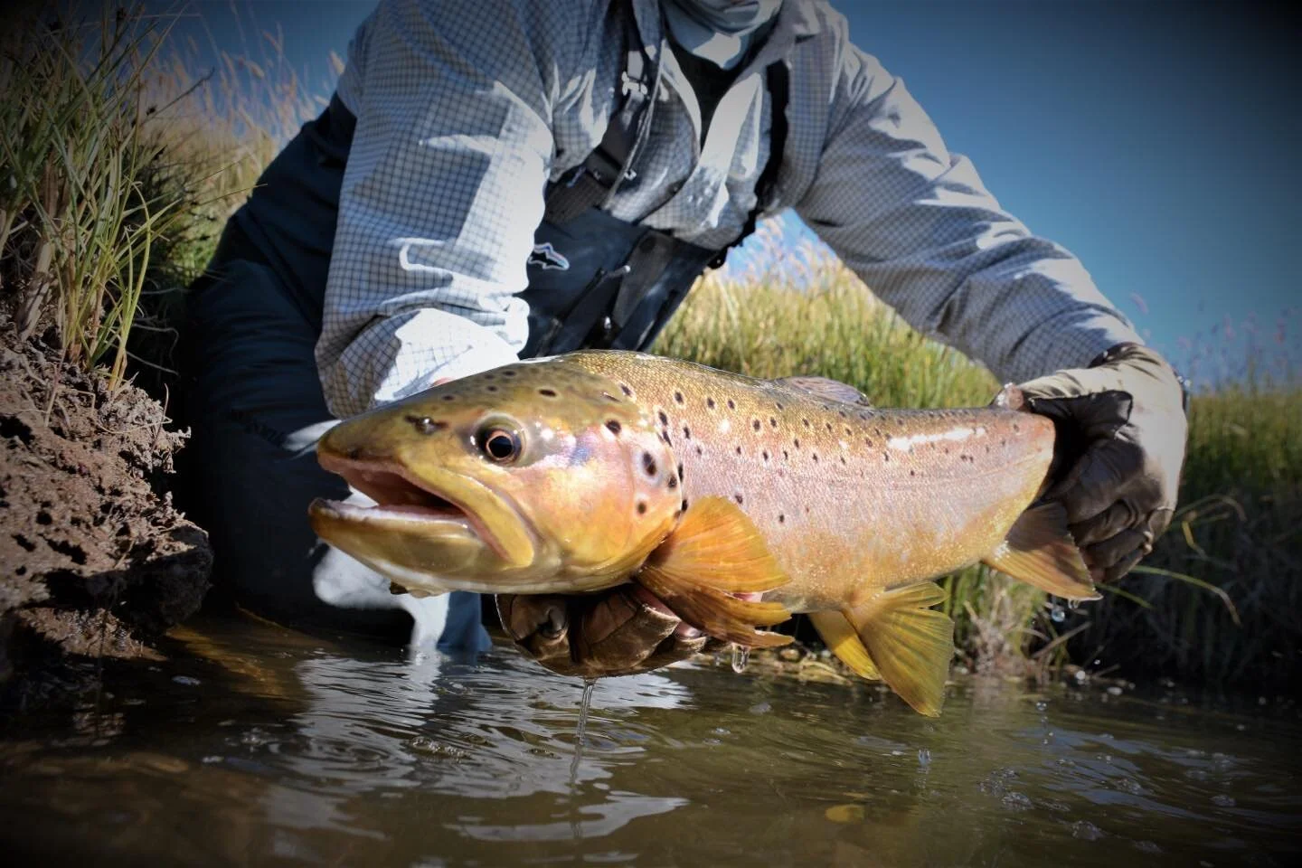Big browns on my mind.