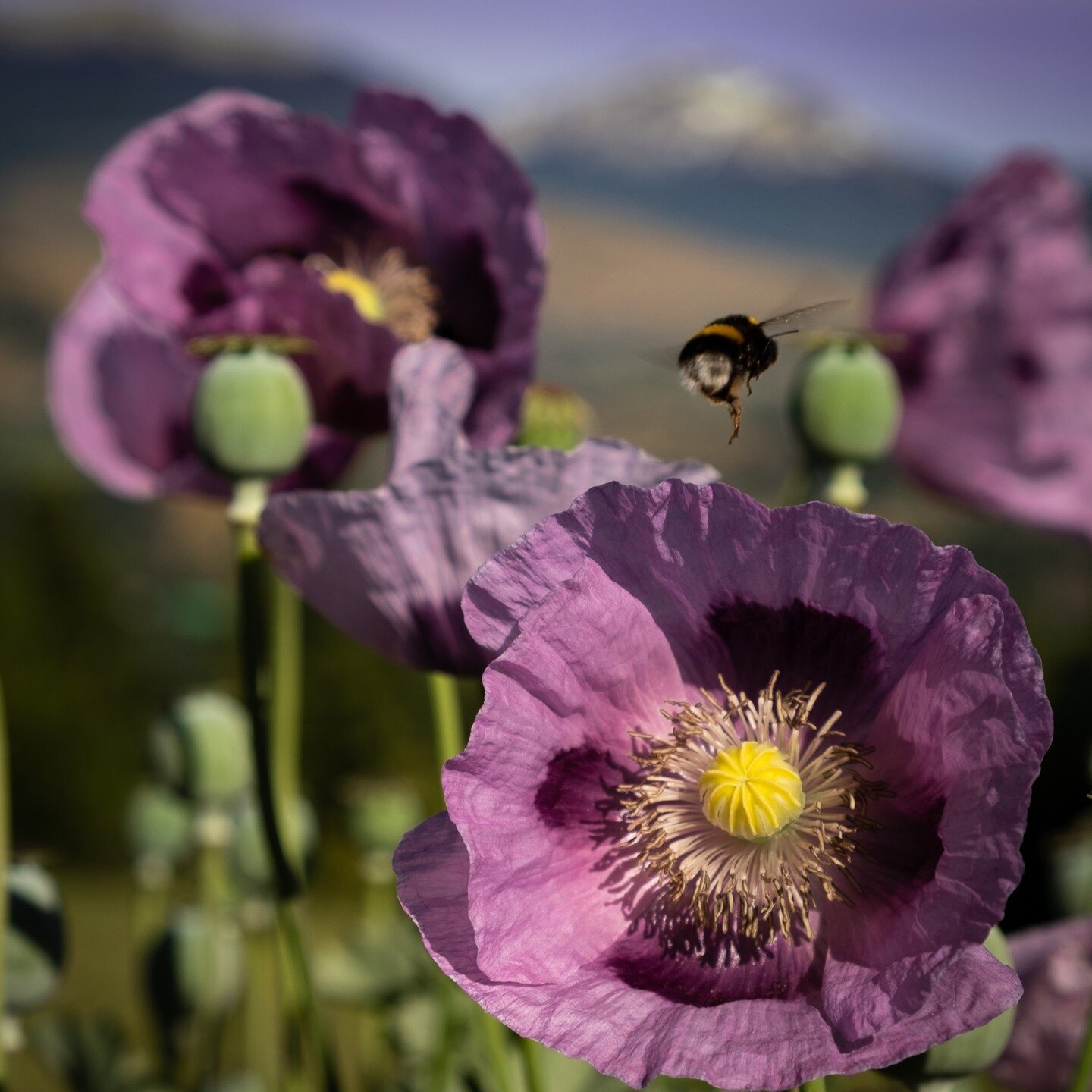 Poppies and bees at Patagonian House, January 2023