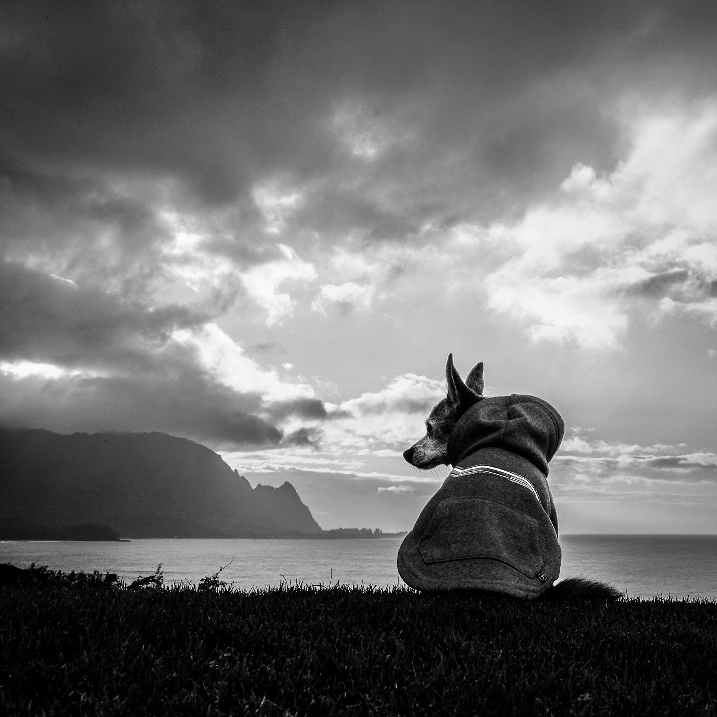 Love my little 14 year old Mochi!