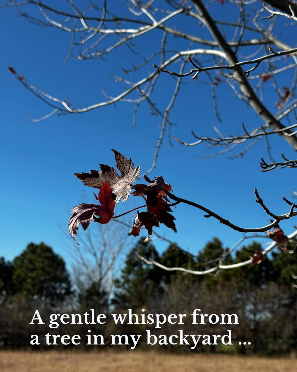 A gentle whisper from a tree in my backyard…