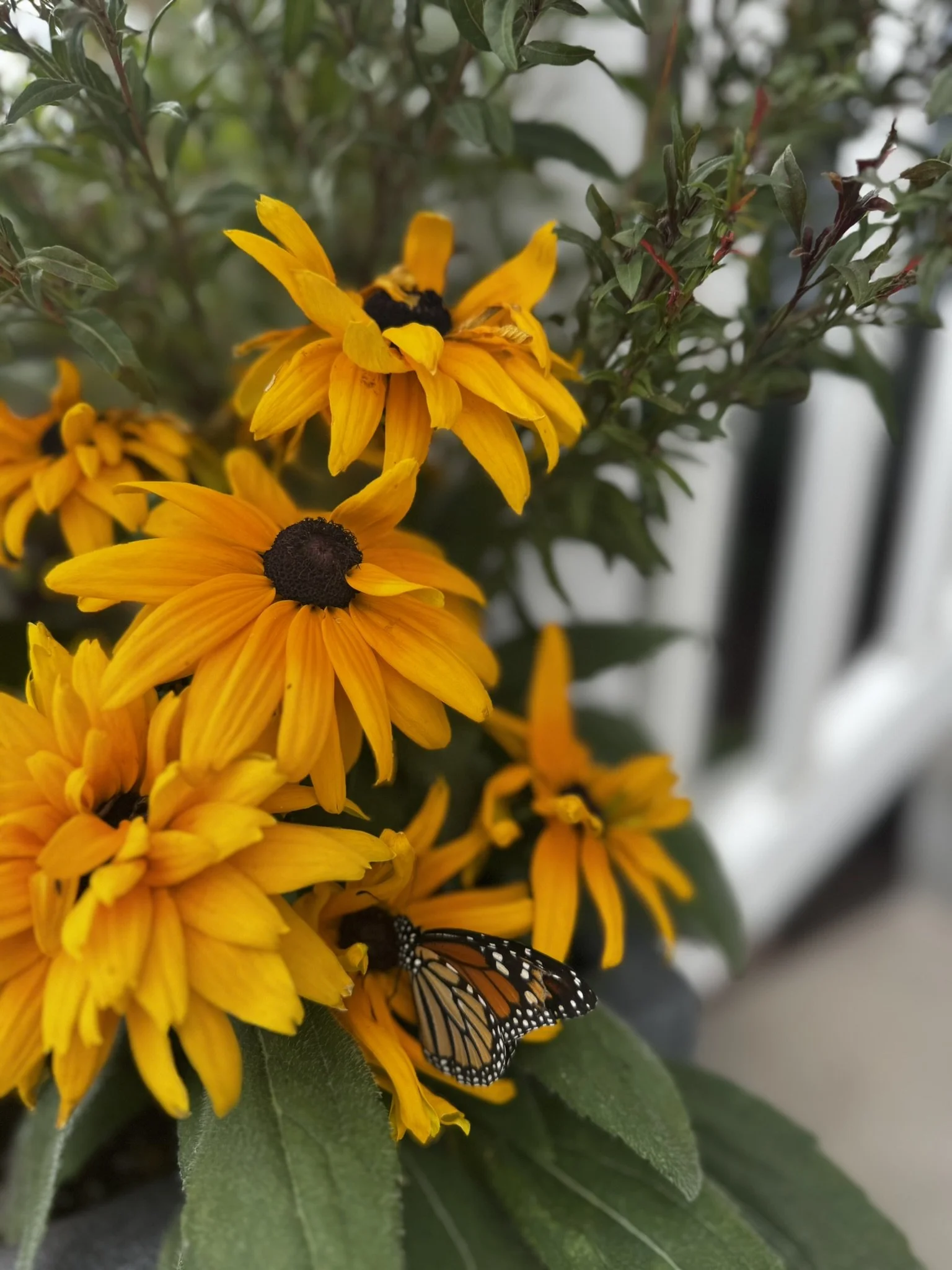 IMG_2136 butterfly on yellow flowers.JPEG