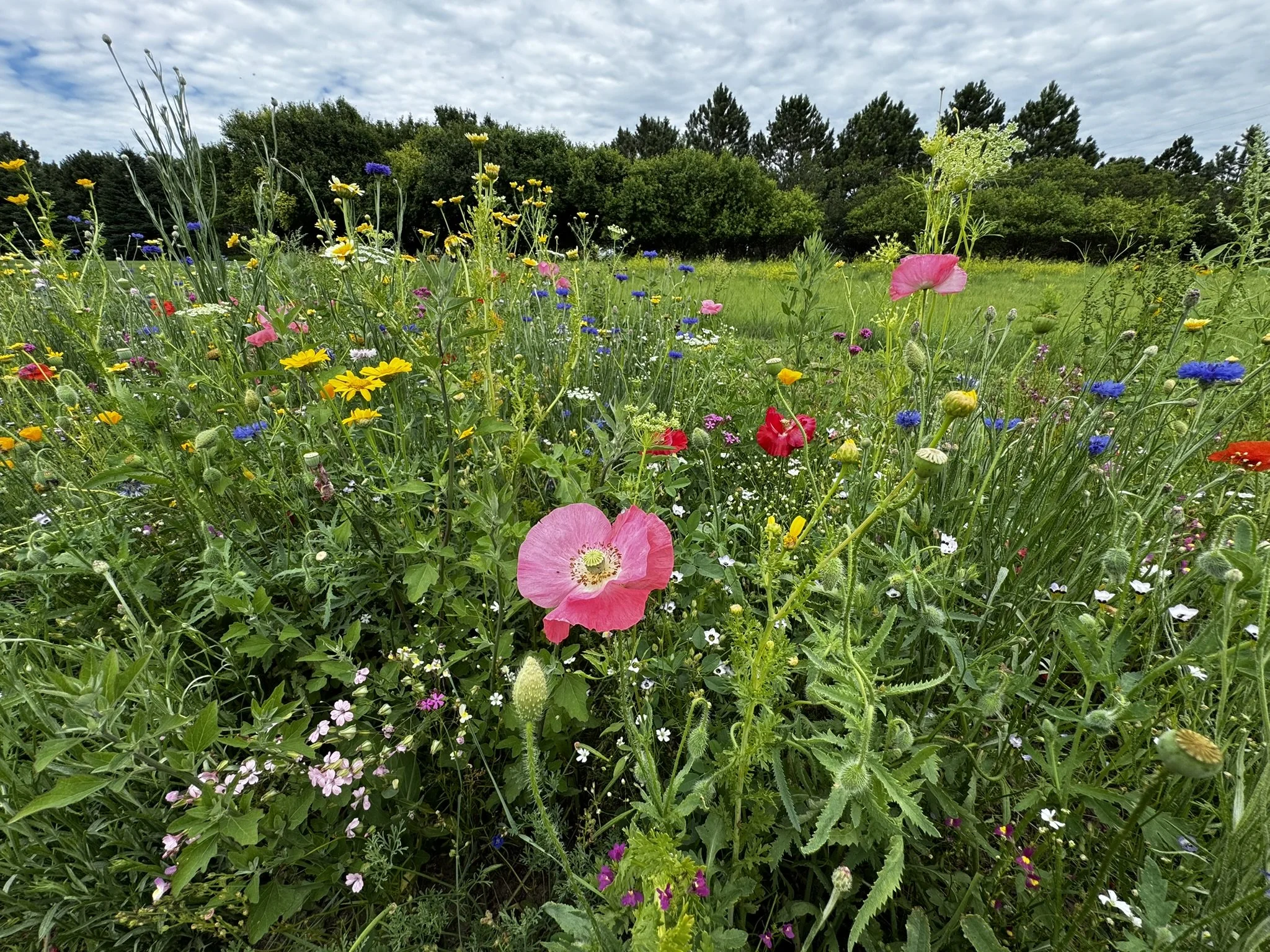 IMG_4055.JPEG