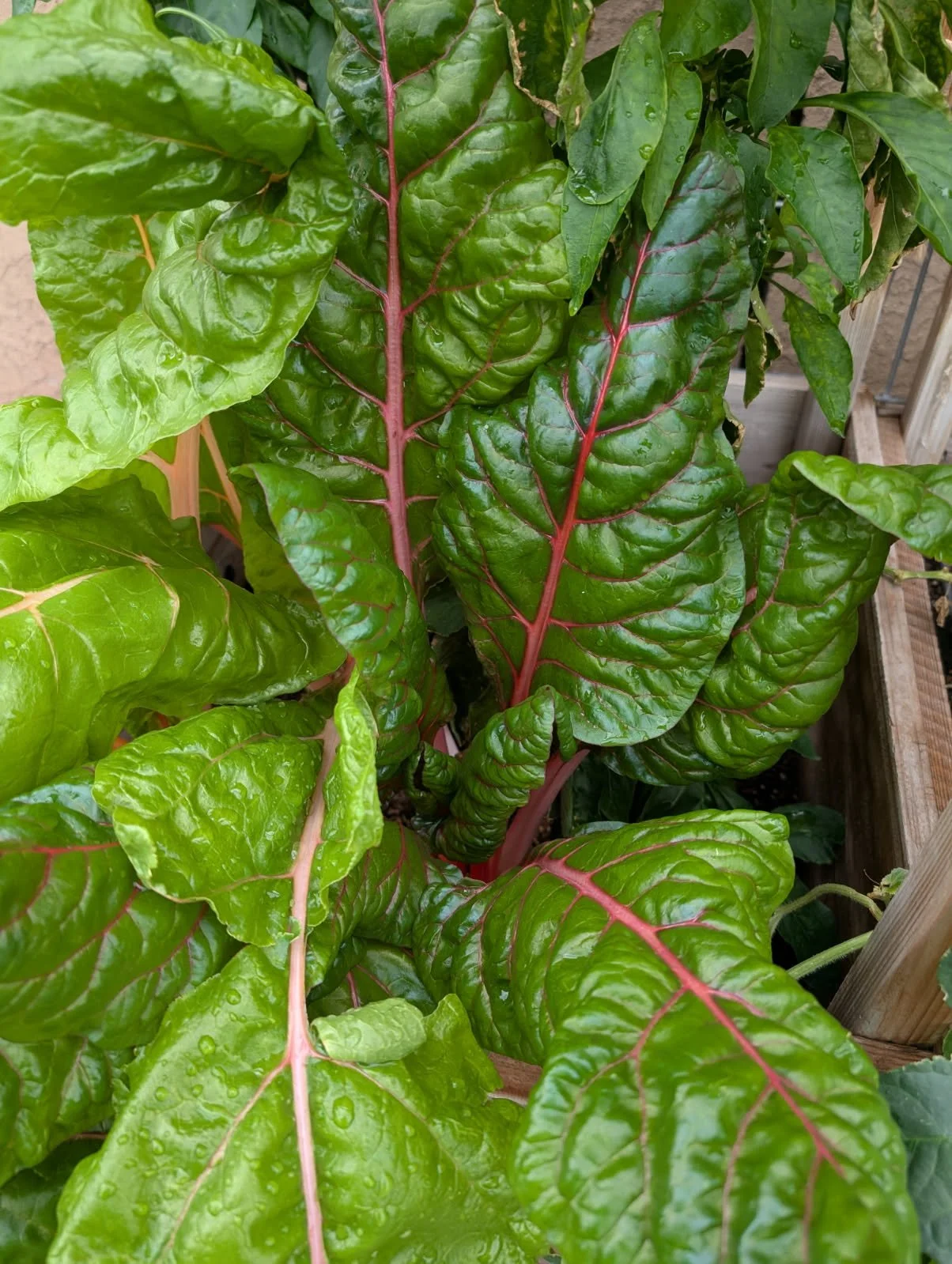 chard in cube.jpg