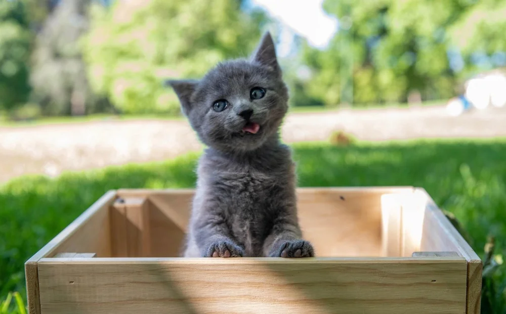 Little Volunteers & Friends Animal Rescue