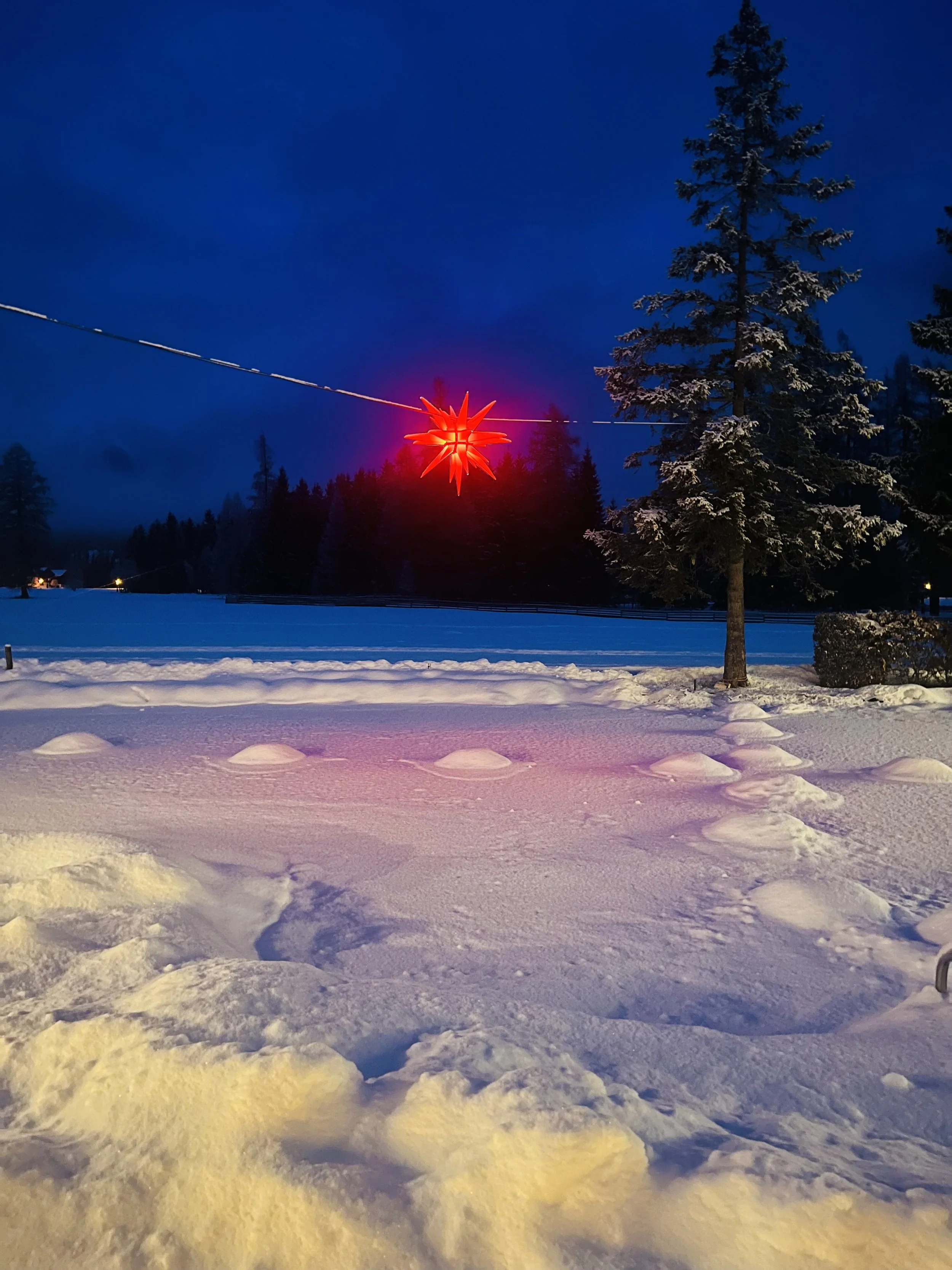 Schneebedeckter lichter Weihnachtsstern im nächtlichen Winterwald