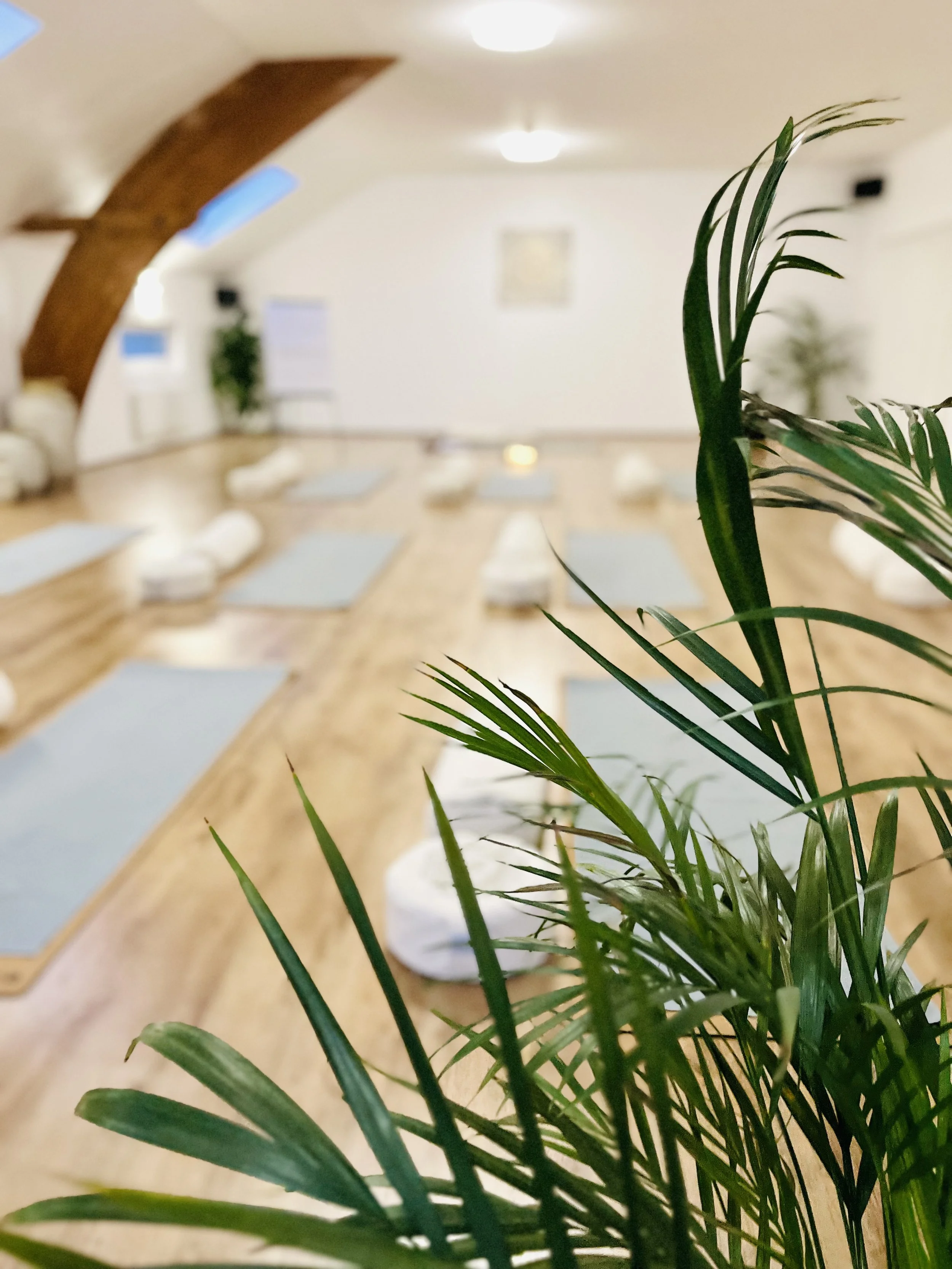 Blick in den Yoga Raum durch eine Pflanze