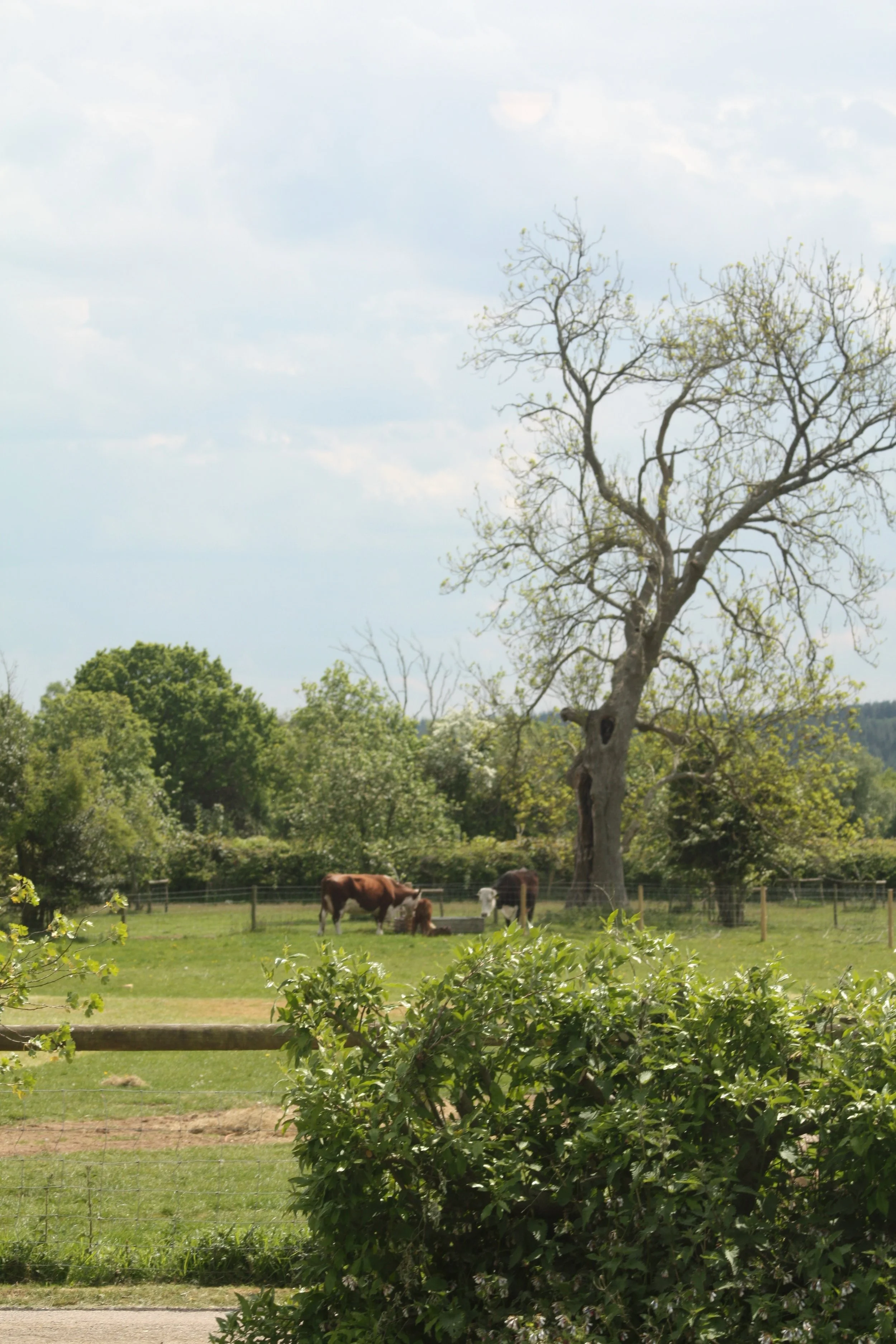 IMG_9792.jpeg