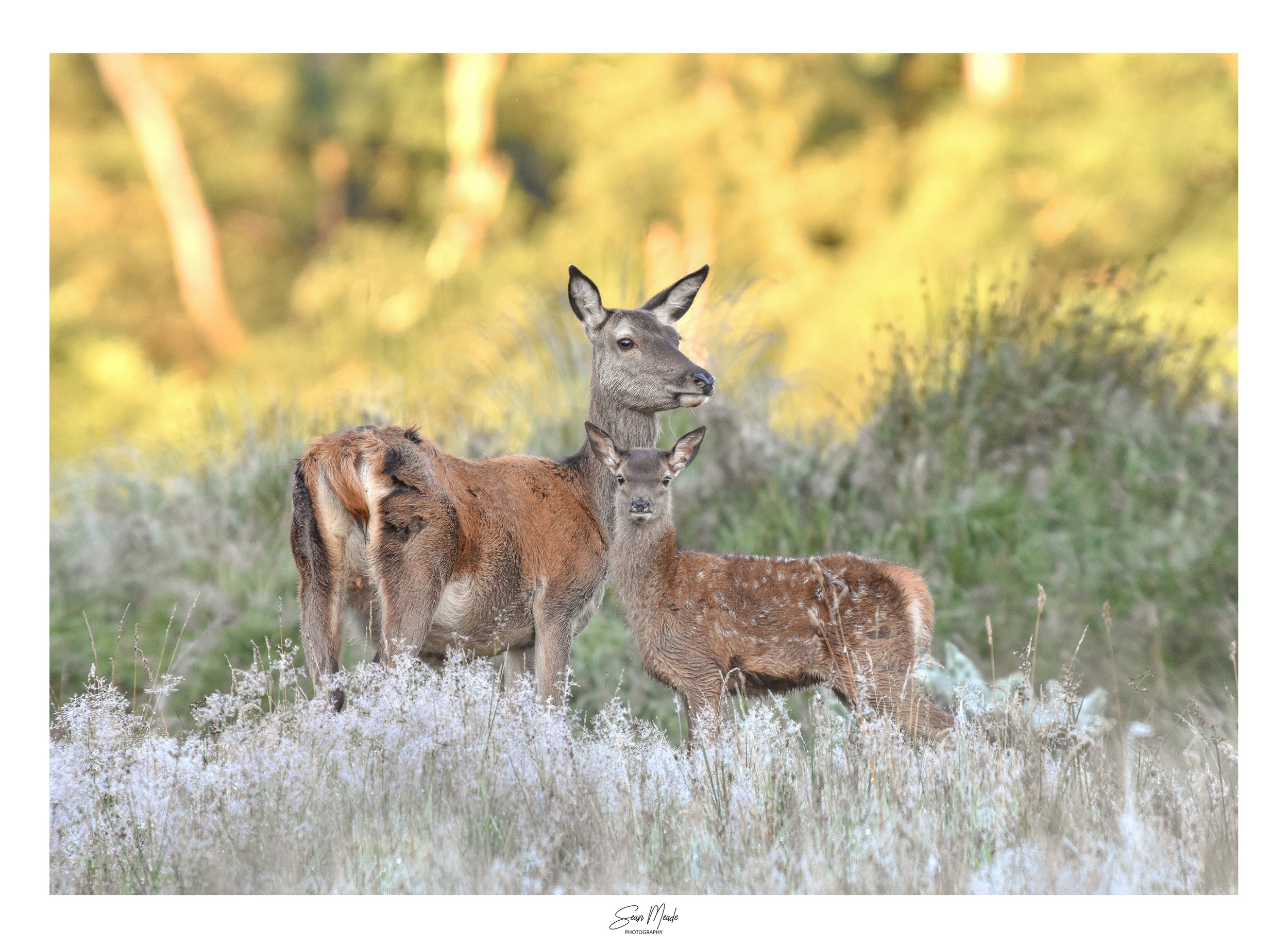 red deer.jpg