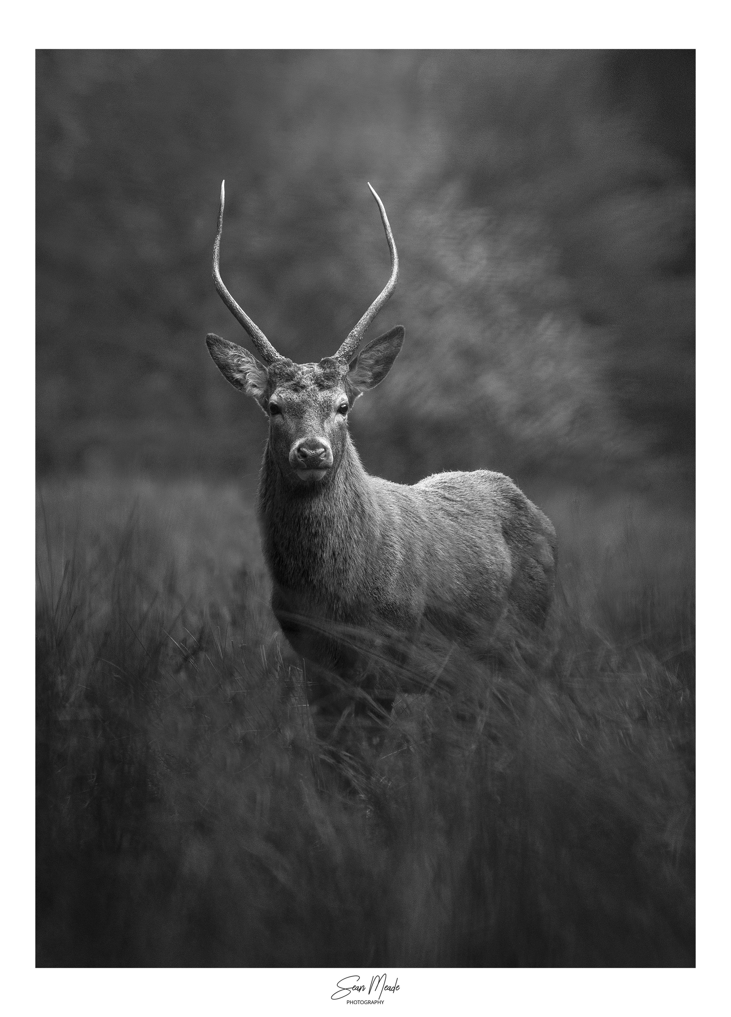 deer insta.jpg