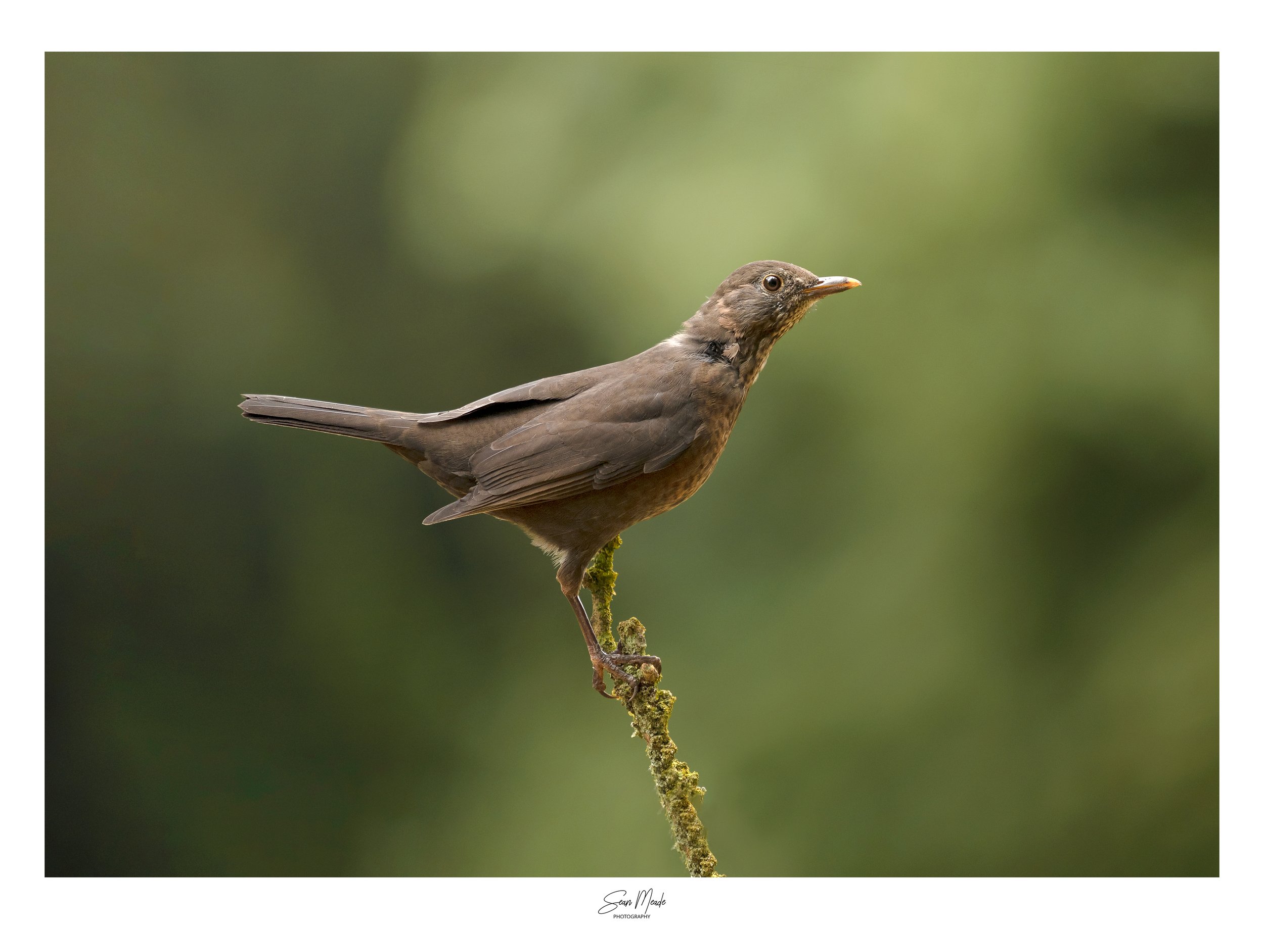blackbird.jpg