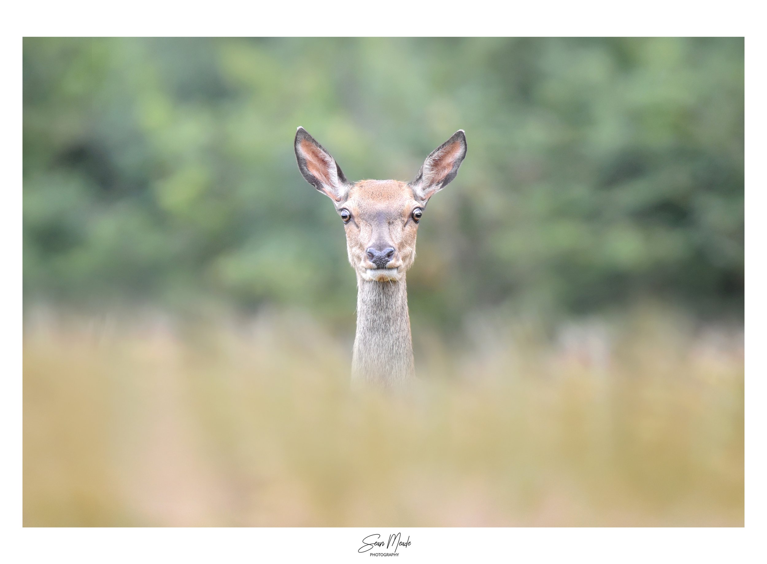 finished deer post .jpg