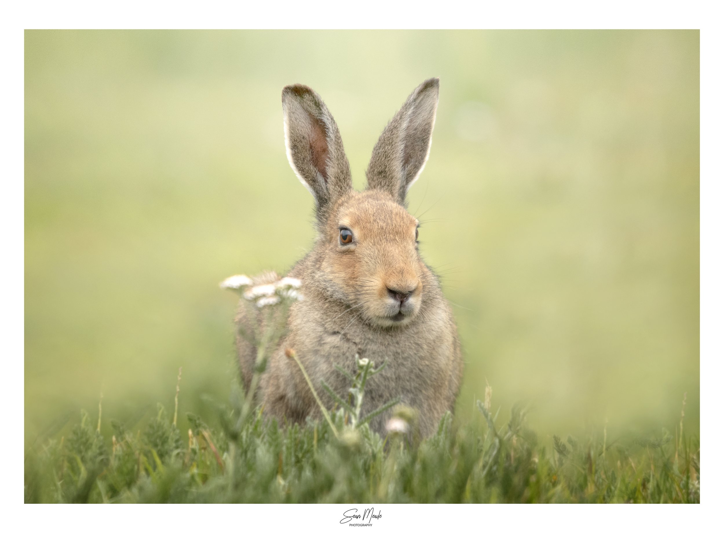 brown hare 2.jpg