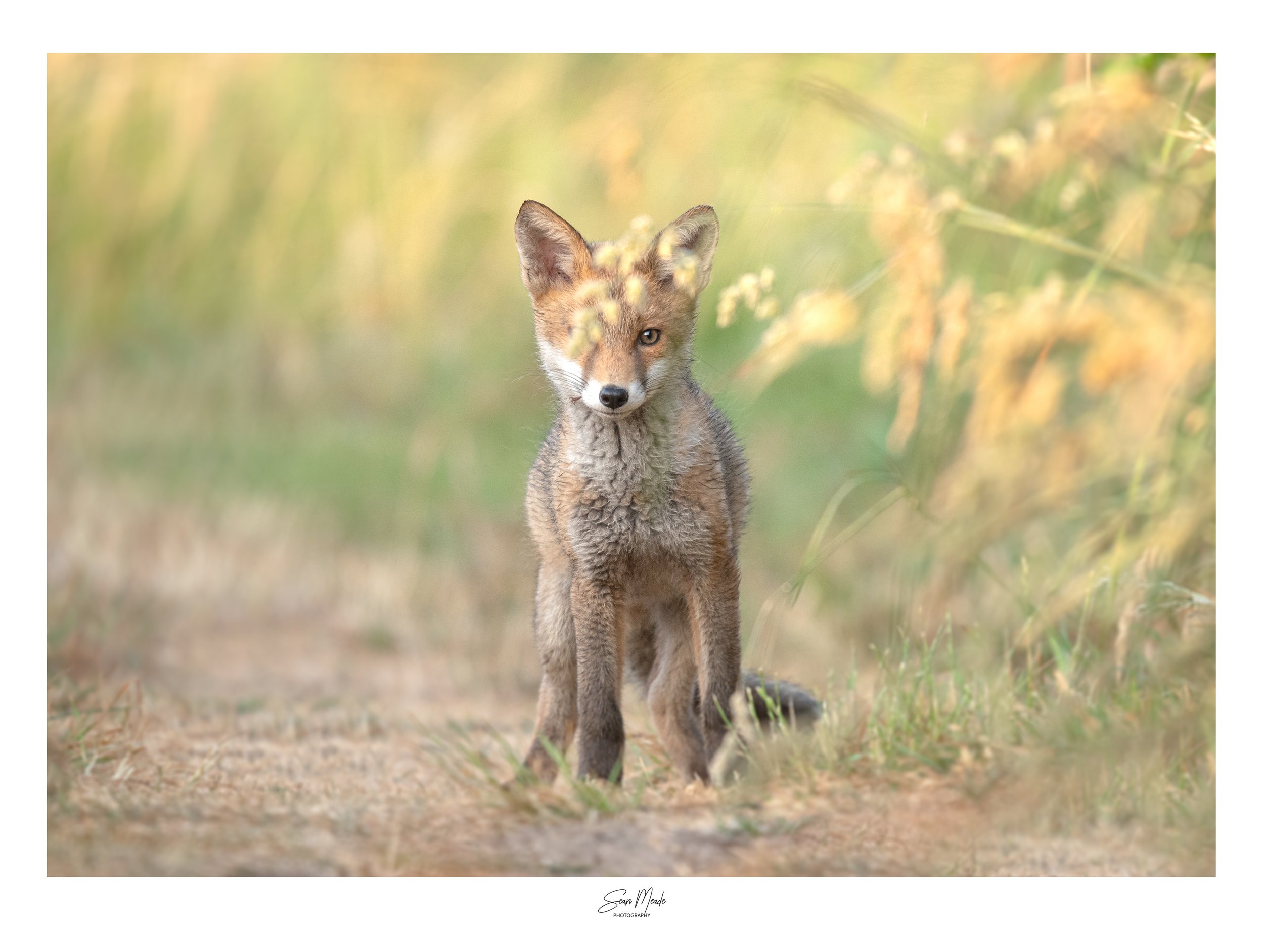 fox cub 2.jpg